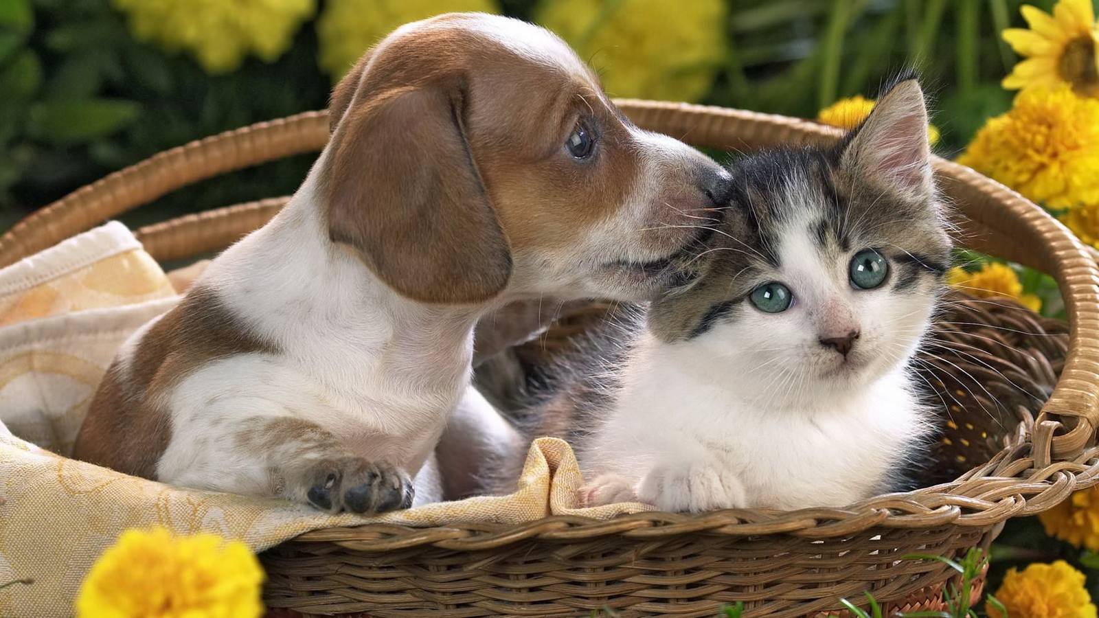 Today is World Pet Day! - Pets, Pravzdnik, Day, Pet, Animals, Pet day