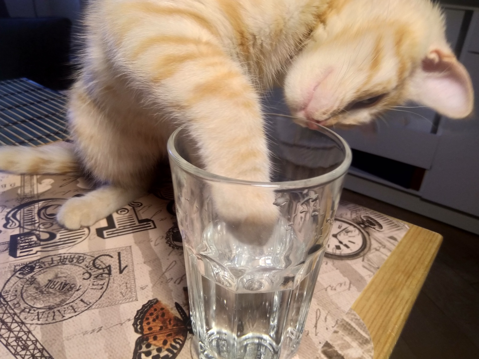 Bubbles - My, cat, Water, Cup