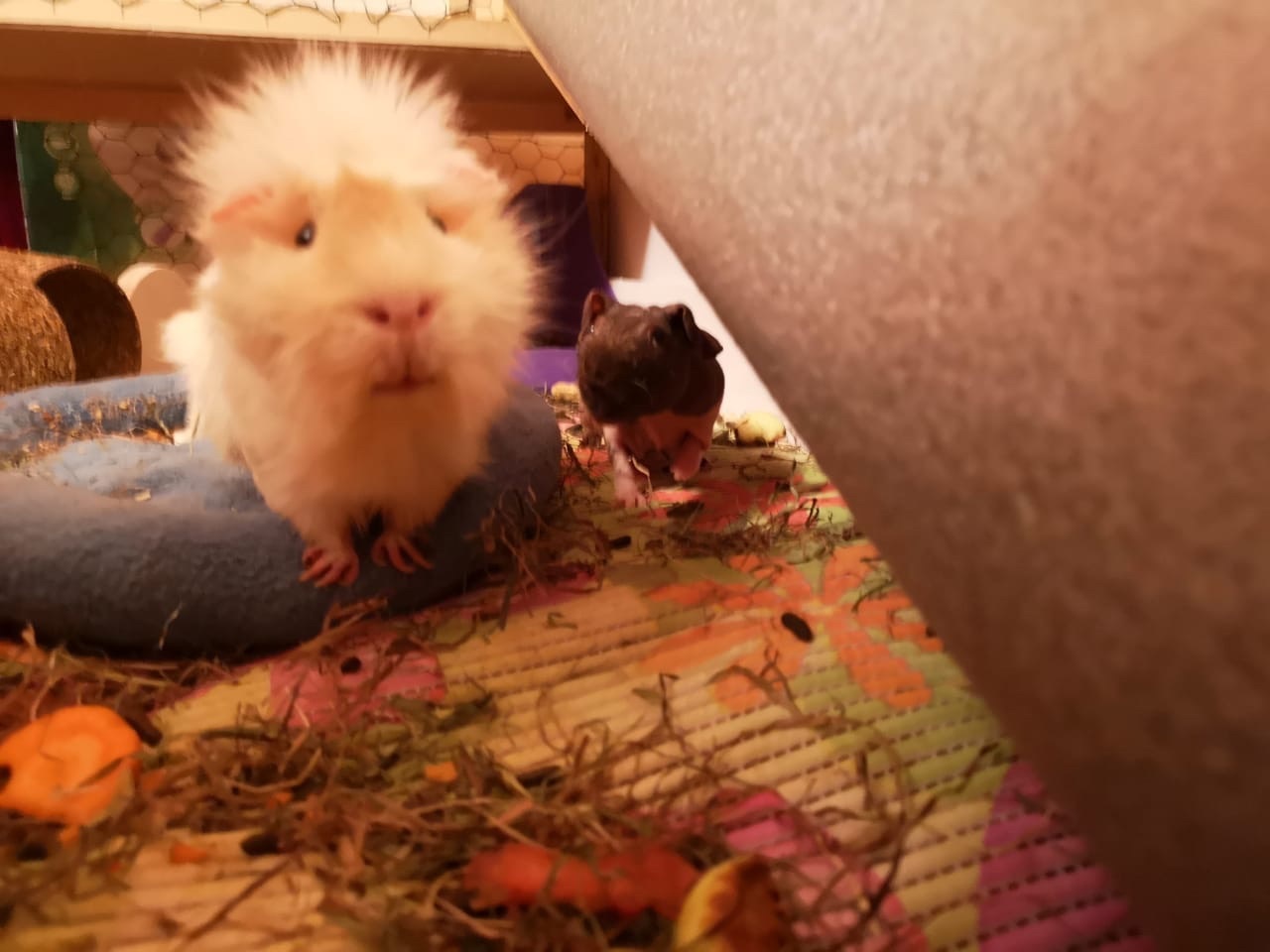 My pets - My, Guinea pig, Pet, Longpost, Pets