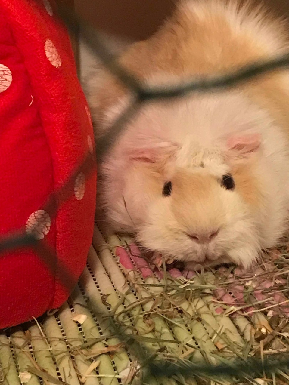 My pets - My, Guinea pig, Pet, Longpost, Pets