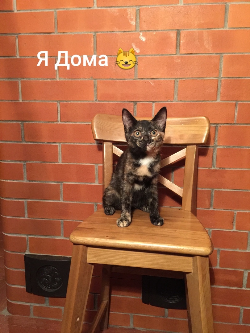 I share my joy - My, cat, Kittens, Volunteering, Help, Longpost, In good hands, No rating, Moscow, Helping animals