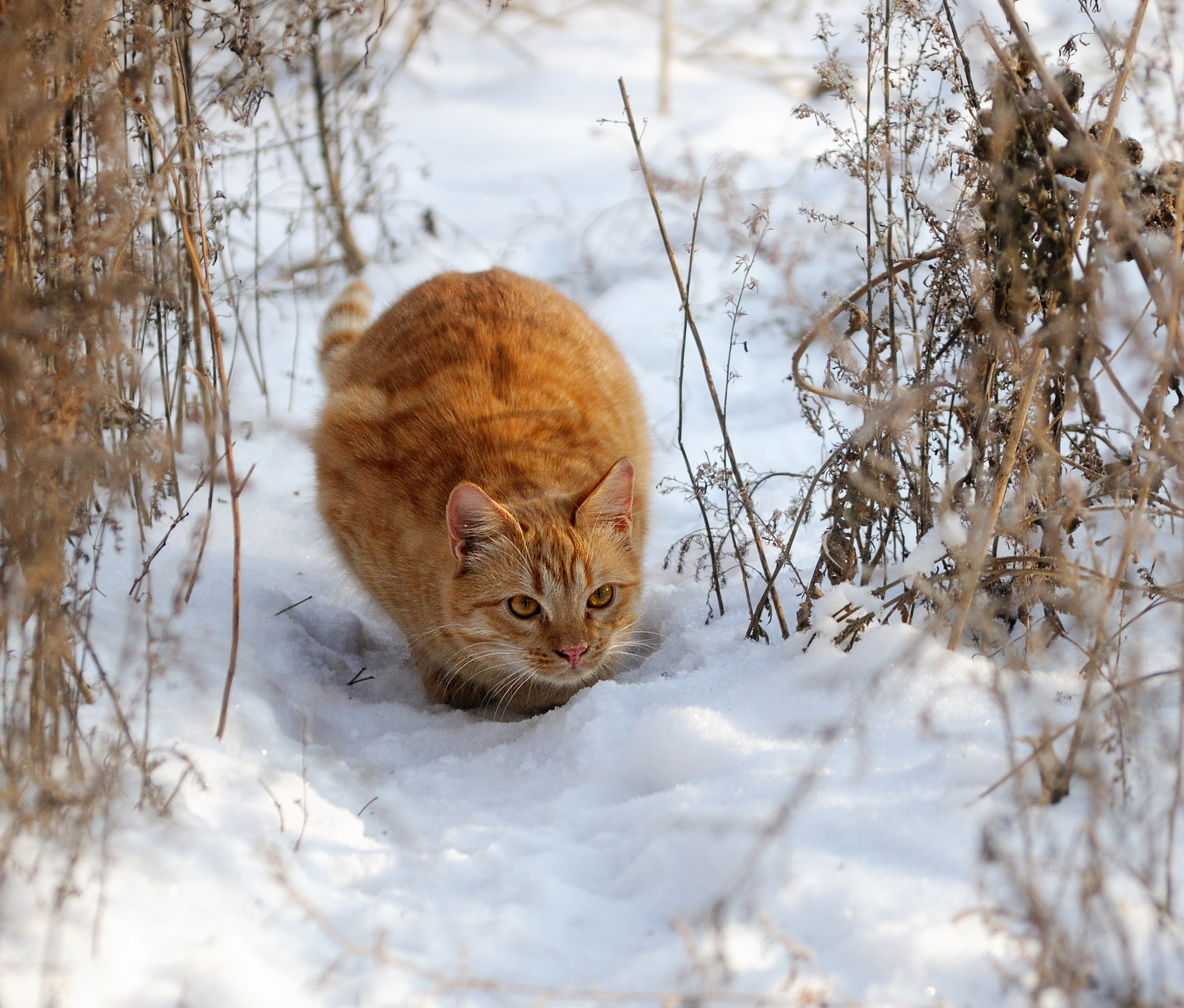 Угодья обходя. - Моё, Кот, Рыжие, Домашние животные, Фотография, Зима