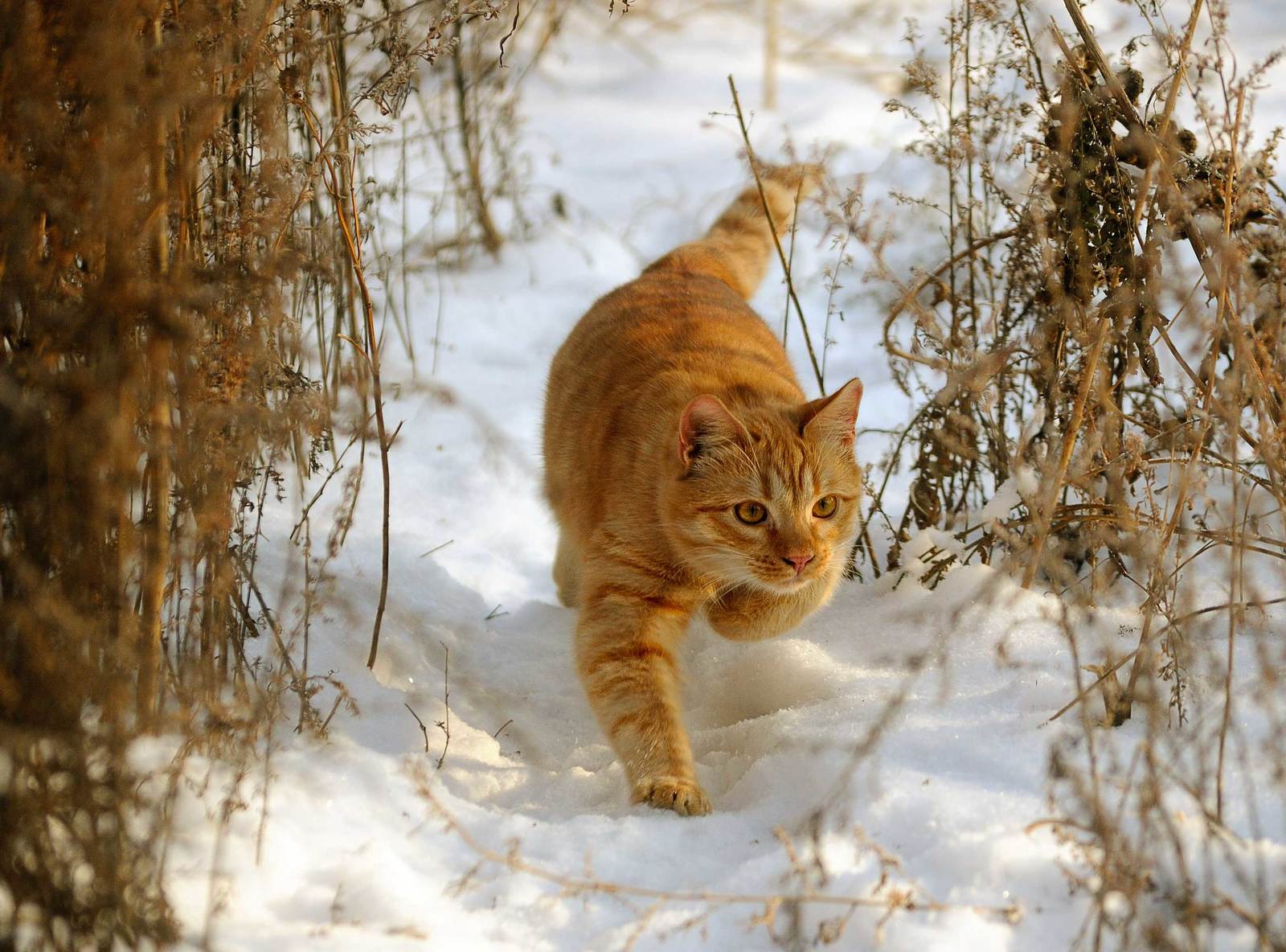 Угодья обходя. - Моё, Кот, Рыжие, Домашние животные, Фотография, Зима