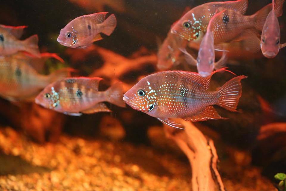 Cichlazoma of our teammate - Aquarium fish, Cichlids