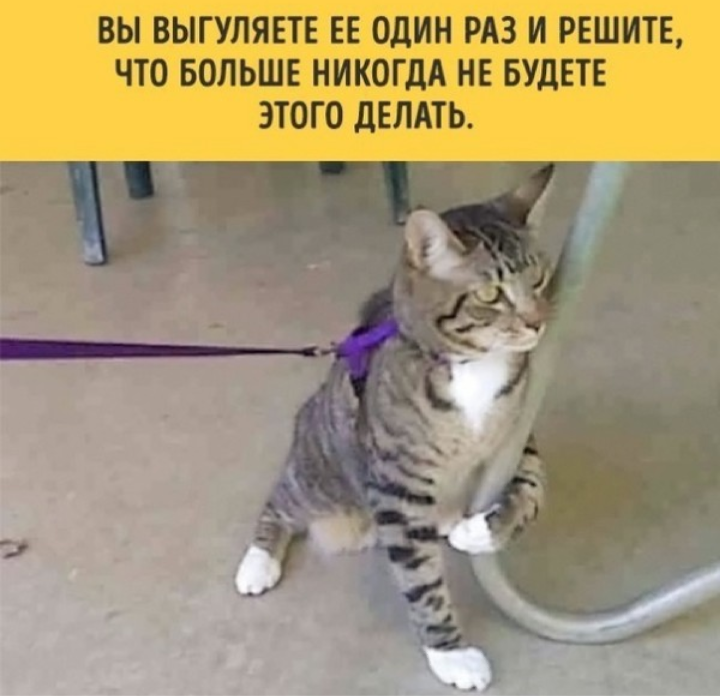 If you have a cat - cat, Picture with text, From the network, Longpost