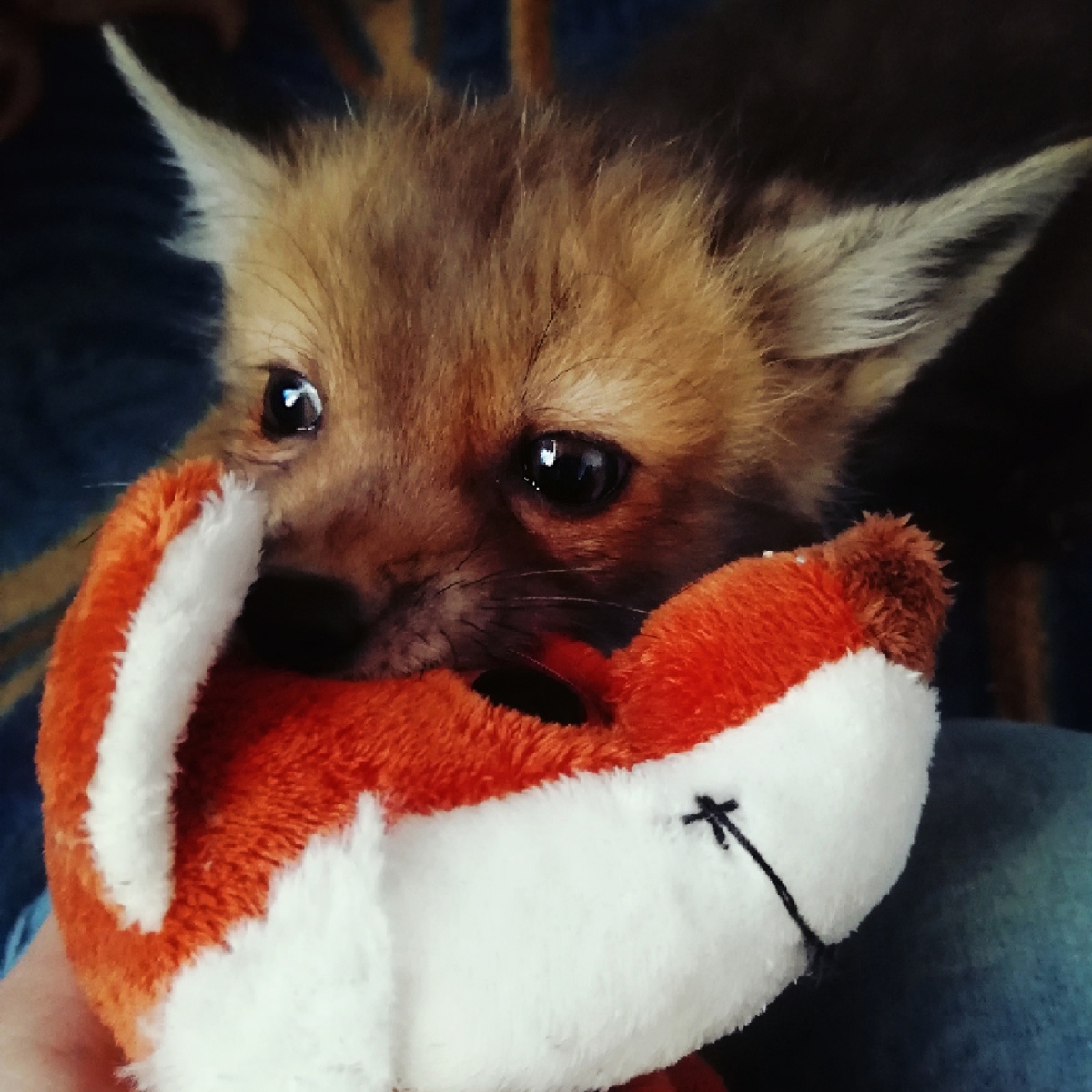 A Siberian woman brought a tame fox at home - he eats cat food and weaned the hostess's husband from throwing socks - Fox, Siberia, , Novosibirsk, Video, Longpost, Fox cubs, Domestic fox