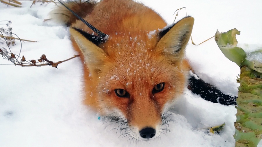 A Siberian woman brought a tame fox at home - he eats cat food and weaned the hostess's husband from throwing socks - Fox, Siberia, , Novosibirsk, Video, Longpost, Fox cubs, Domestic fox