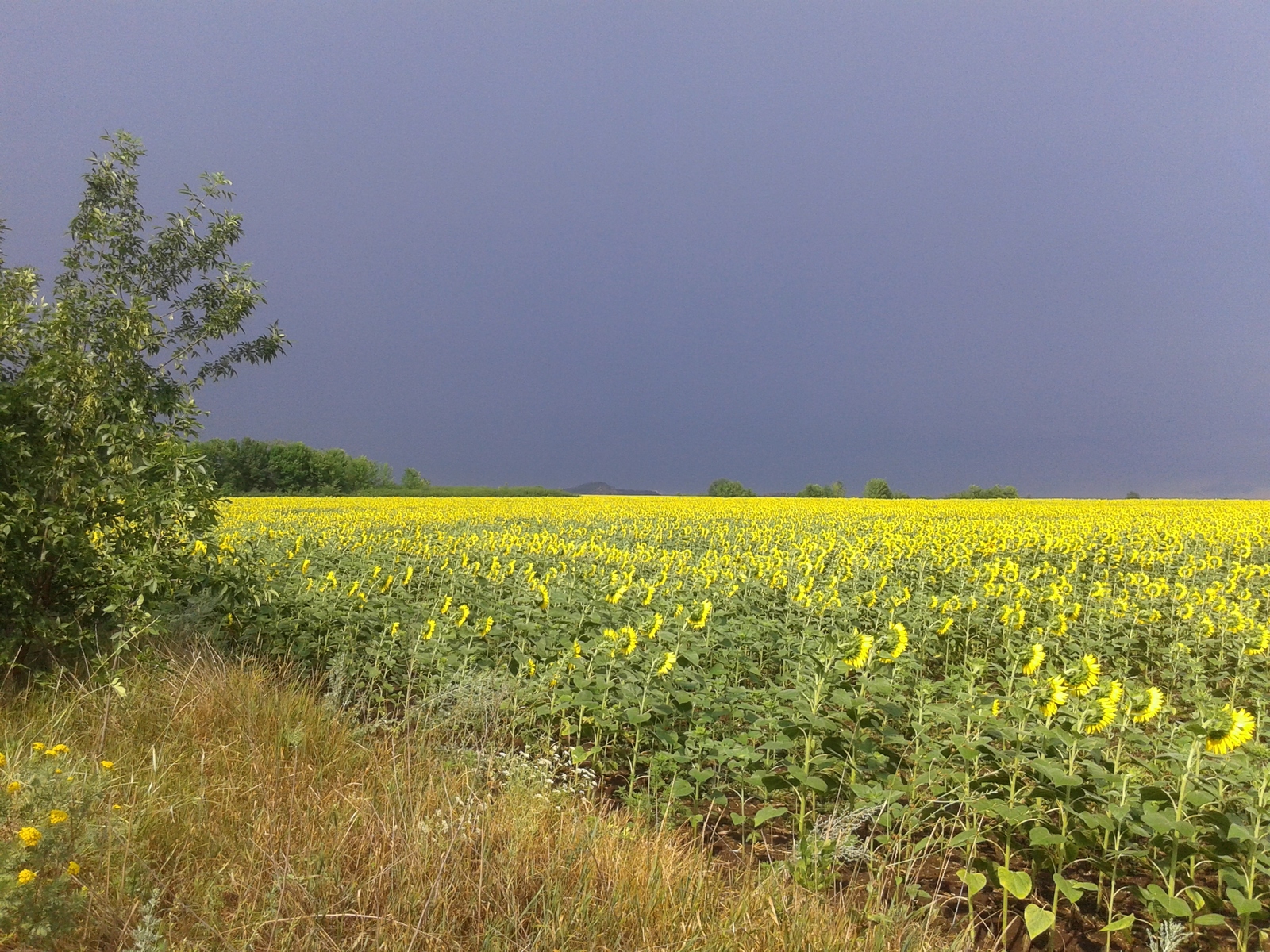 After the storm. - My, , Makeevka, Photo on sneaker, Sunflower, The photo, Landscape, Nature, Field