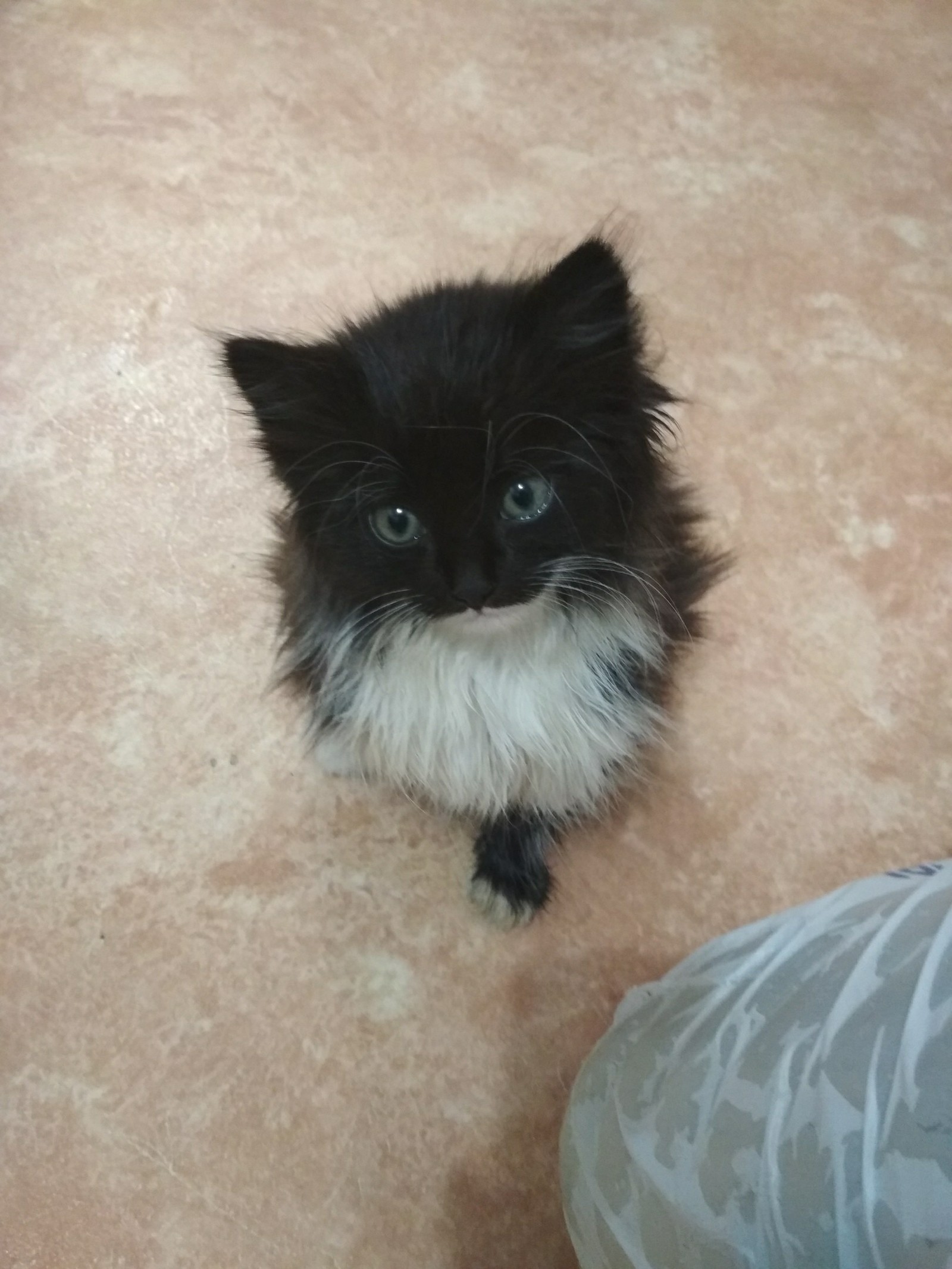 Kittens for free - My, Kittens, Is free, Longpost, cat, Voronezh, Help, In good hands, No rating, Helping animals