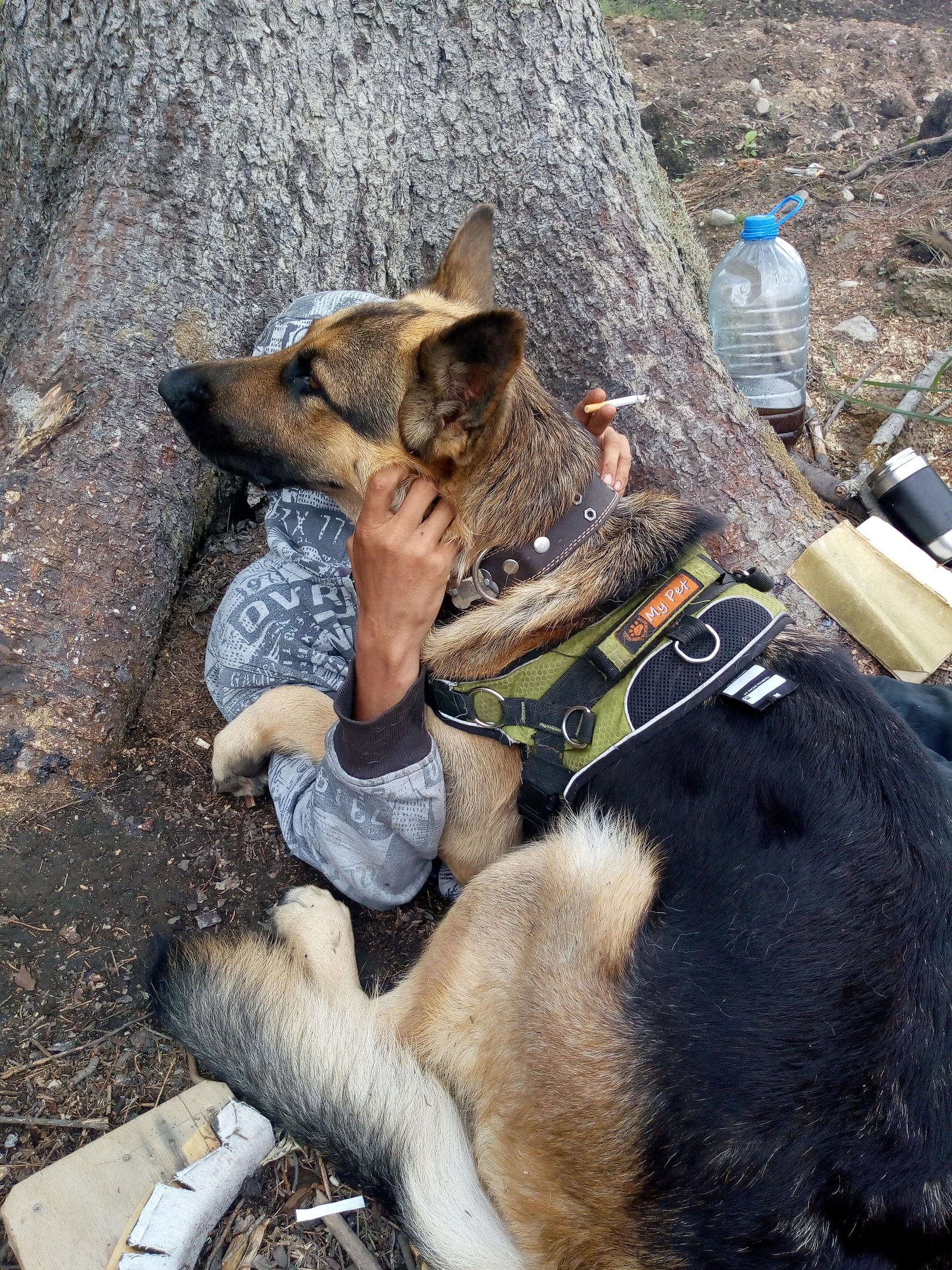 Dogs at work - My, Dog, Labrador, German Shepherd, , Longpost