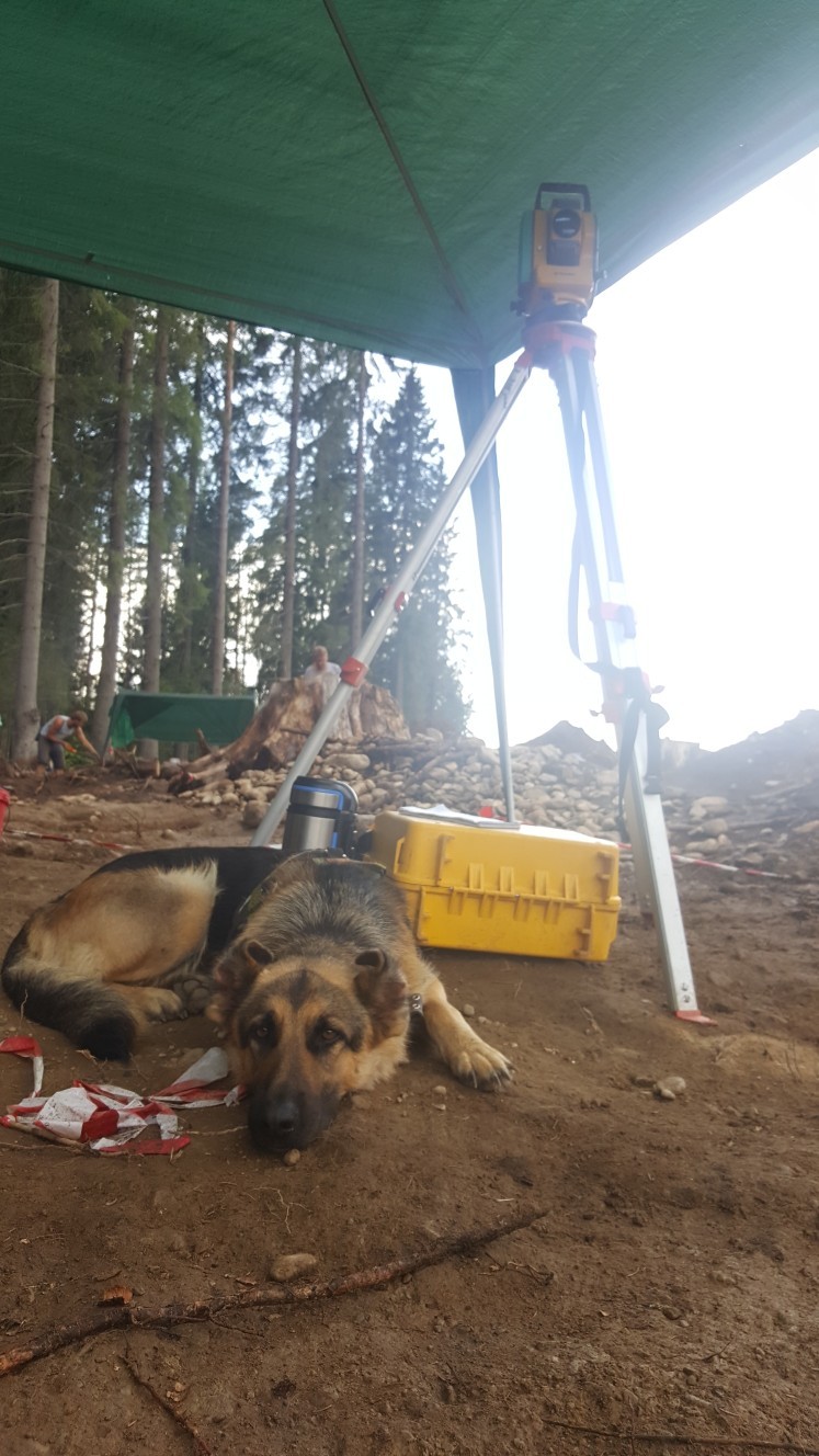 Dogs at work - My, Dog, Labrador, German Shepherd, , Longpost