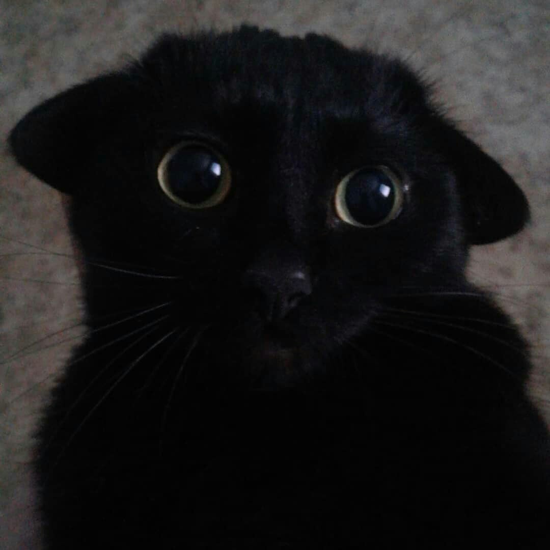 I have my own Darth Vader. - My, cat, Eyes