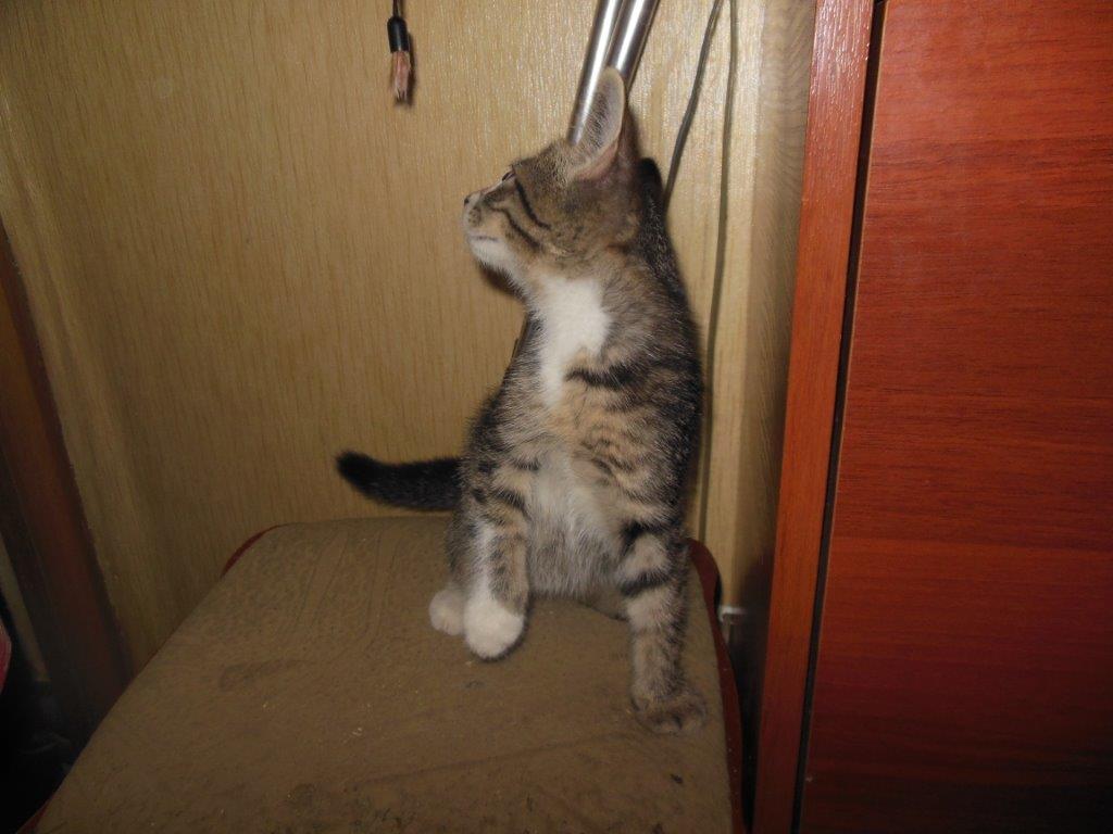 I am looking for the owner of the kitten, Shcherbinka! - Looking for a master, No rating, cat, In good hands, Lost, Found a cat, Longpost, Shcherbinka, Moscow