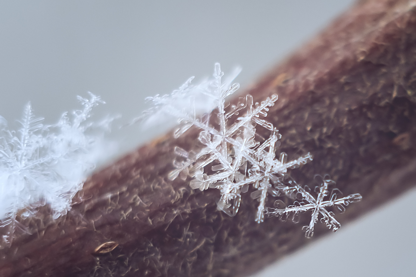 Winter... - My, Nikon d5300, Nikkor 50mm, Winter, Tutaev, Snowfall, Snowflake, Longpost, The photo