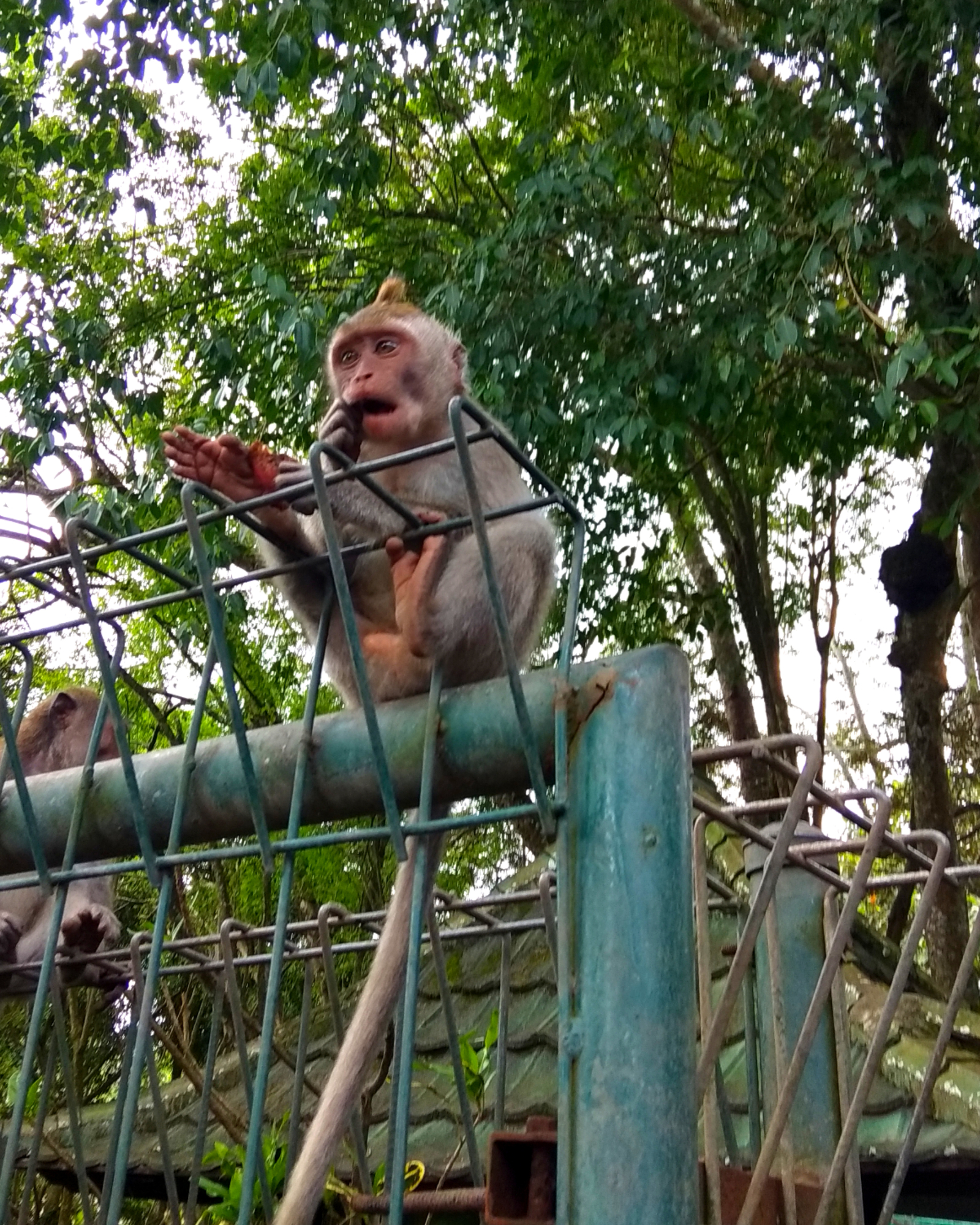 Photos from travels. Bali. Drama in the family of monkeys. - My, Monkey, Family, Travels, Longpost