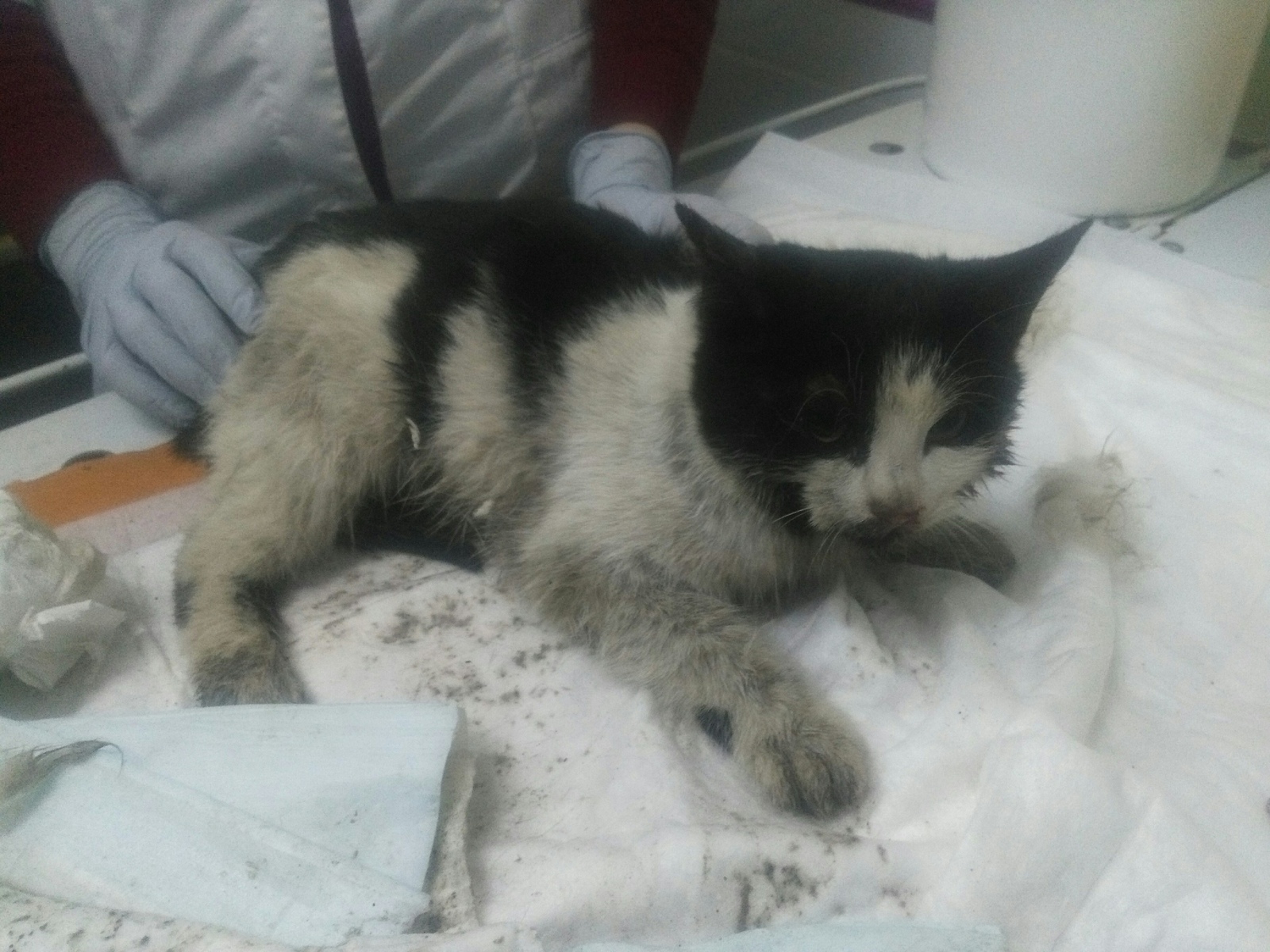 Rescue of Private Koteikin. - My, No rating, In good hands, cat, Moscow, Help, Helping animals