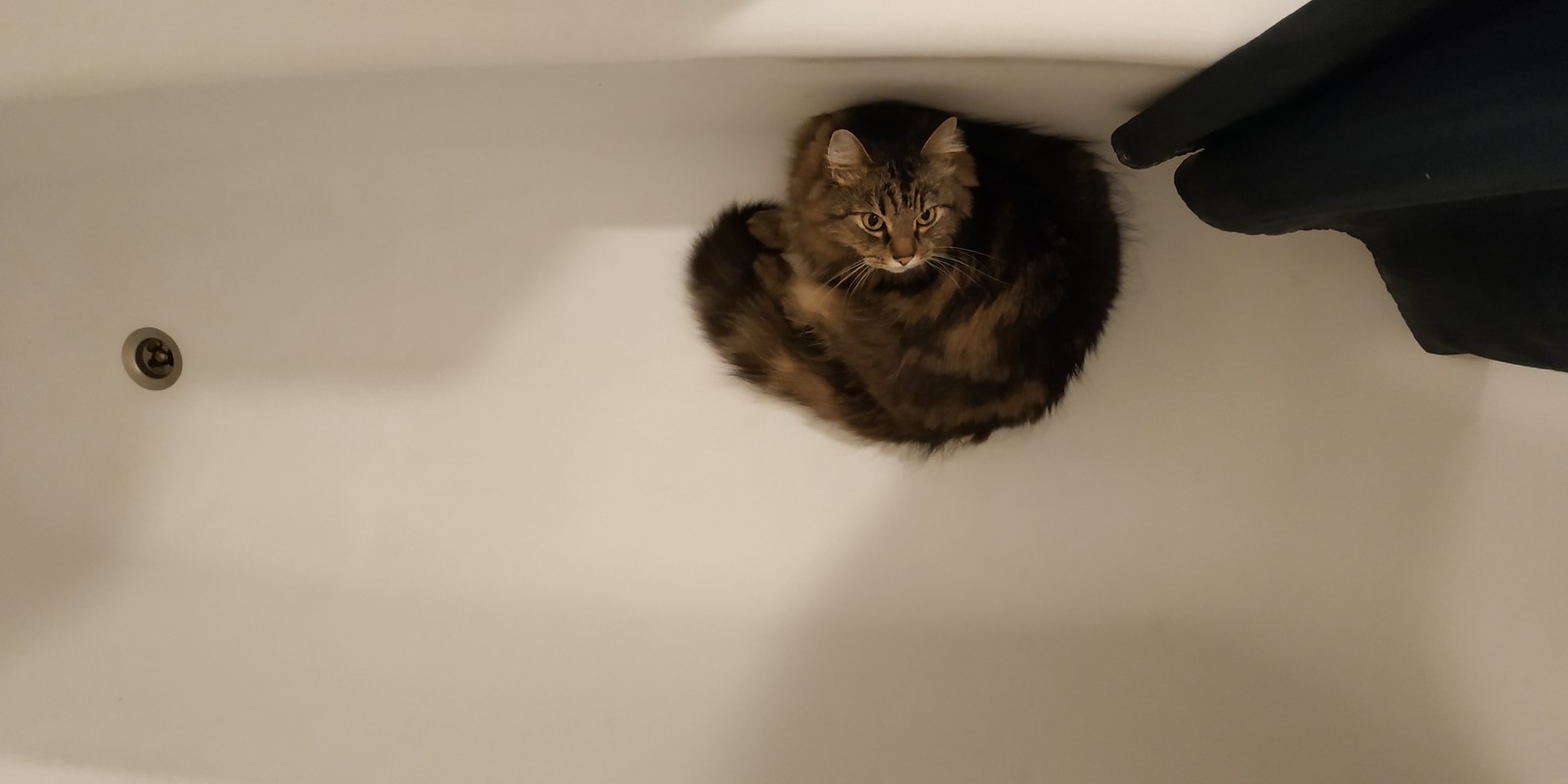 Кот в ванне. Кот в ванне говорит нормально