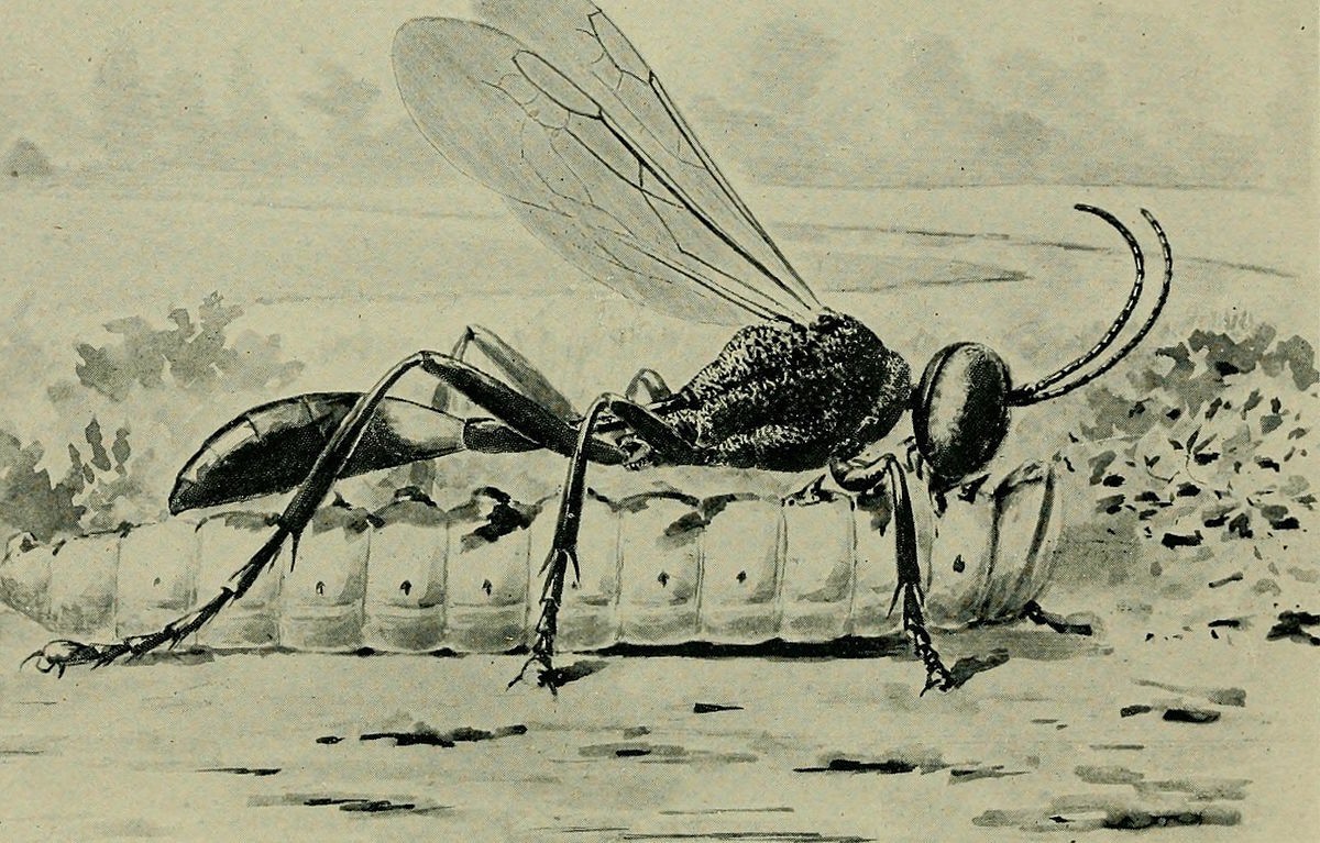 Ammophila или 