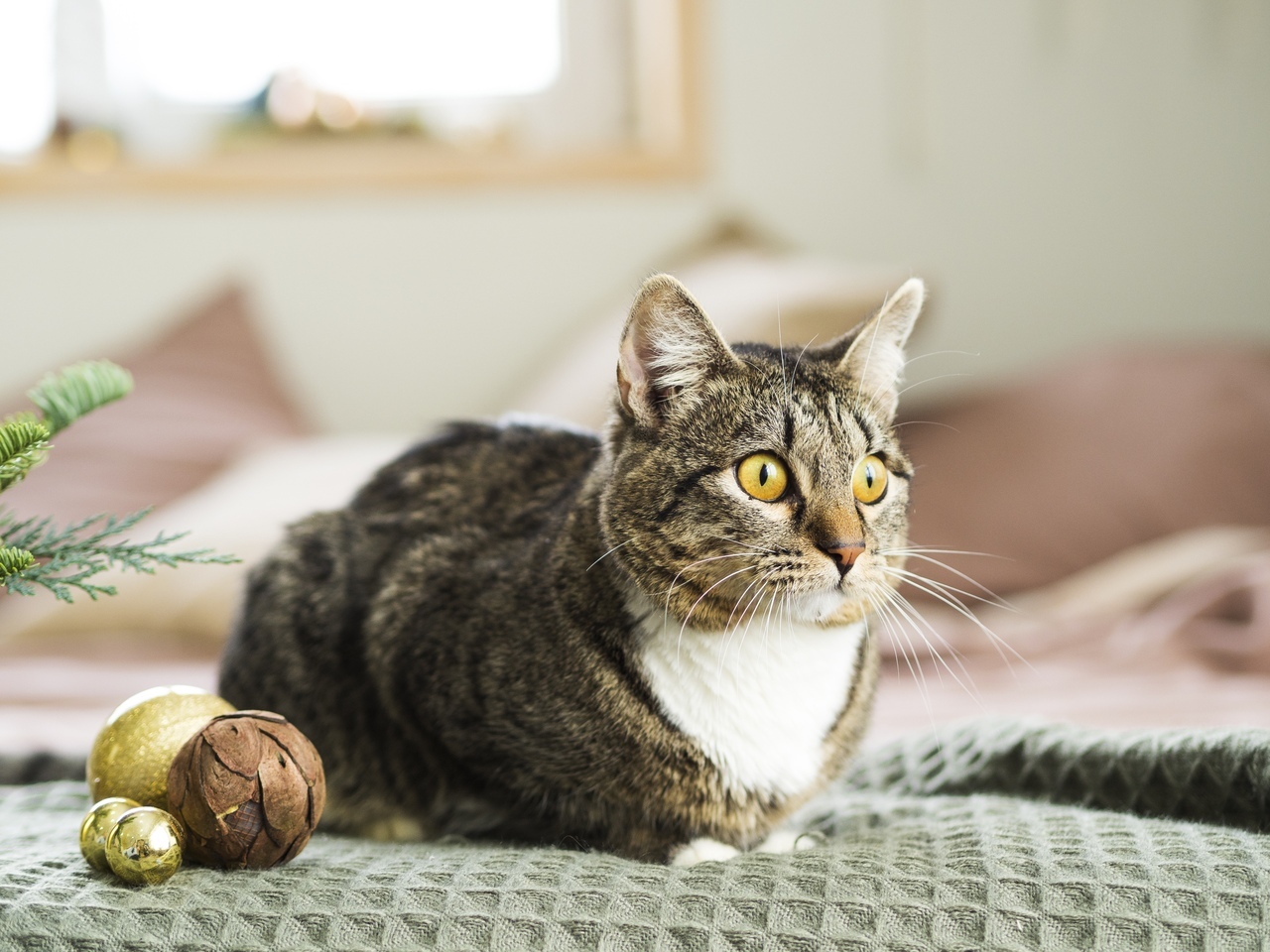 Предновогодние котики приюта - Моё, Фотография, Приют для животных, Котомафия, Длиннопост, Милота, Новый Год, Челябинск, Кот