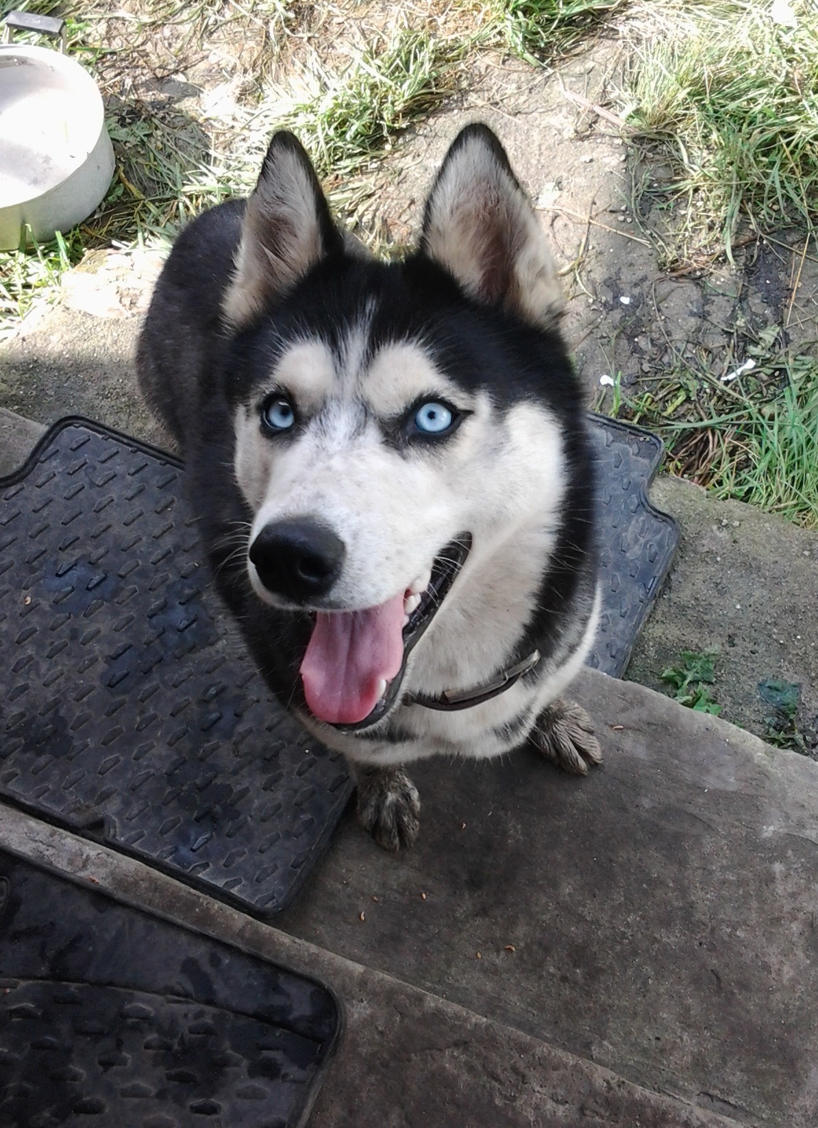 Husky - My, Husky, Bad experience, Neighbours, Longpost