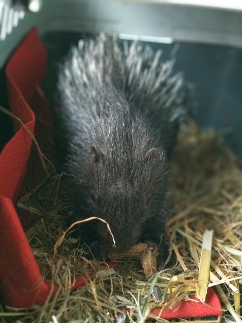 And we have a baby porcupine! - My, Animals, Milota, Porcupine, Good league, Longpost, Ferret