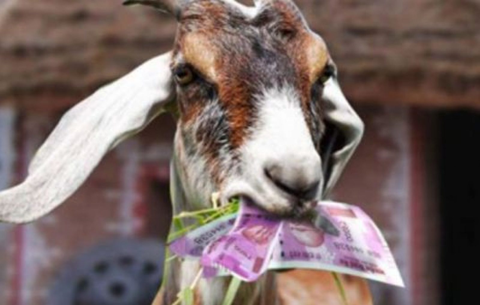 The most expensive barbecue in their lives. - Goat, Serbia