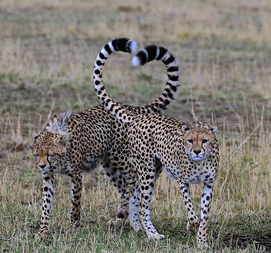 Big cats - Animals, Big cats, Longpost, Cheetah, Leopard, a lion, Small cats, Cat family