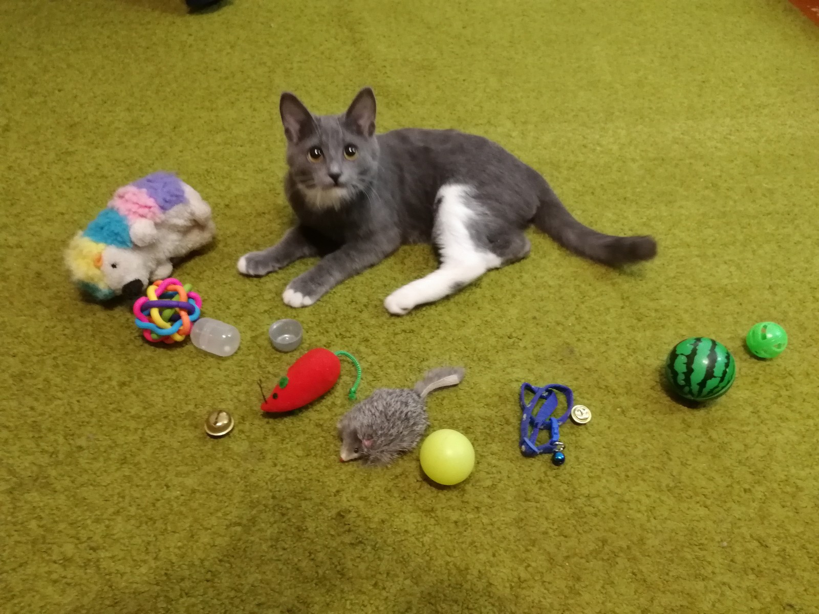 Found toys - My, Cat Semen, cat, Toys