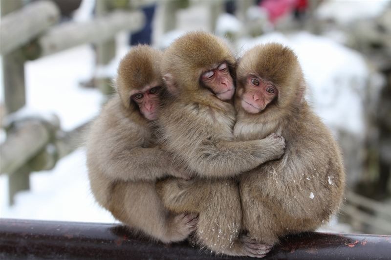 snow monkeys - wildlife, , Japanese macaque, Milota, Longpost