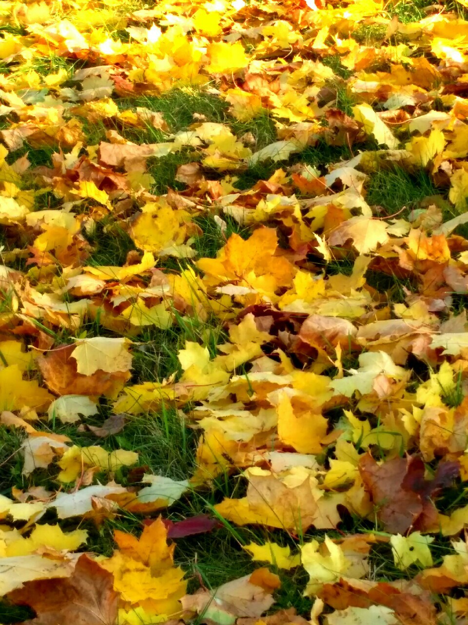 The foliage has fallen - Leaves, Autumn leaves, Autumn, The photo