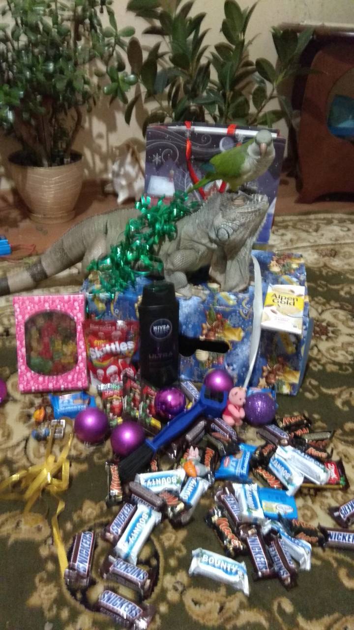 All people are like people: and we have a New Year! - My, Presents, New Year, Secret Santa, , Surgut, Joy, Iguana, Candy, Longpost