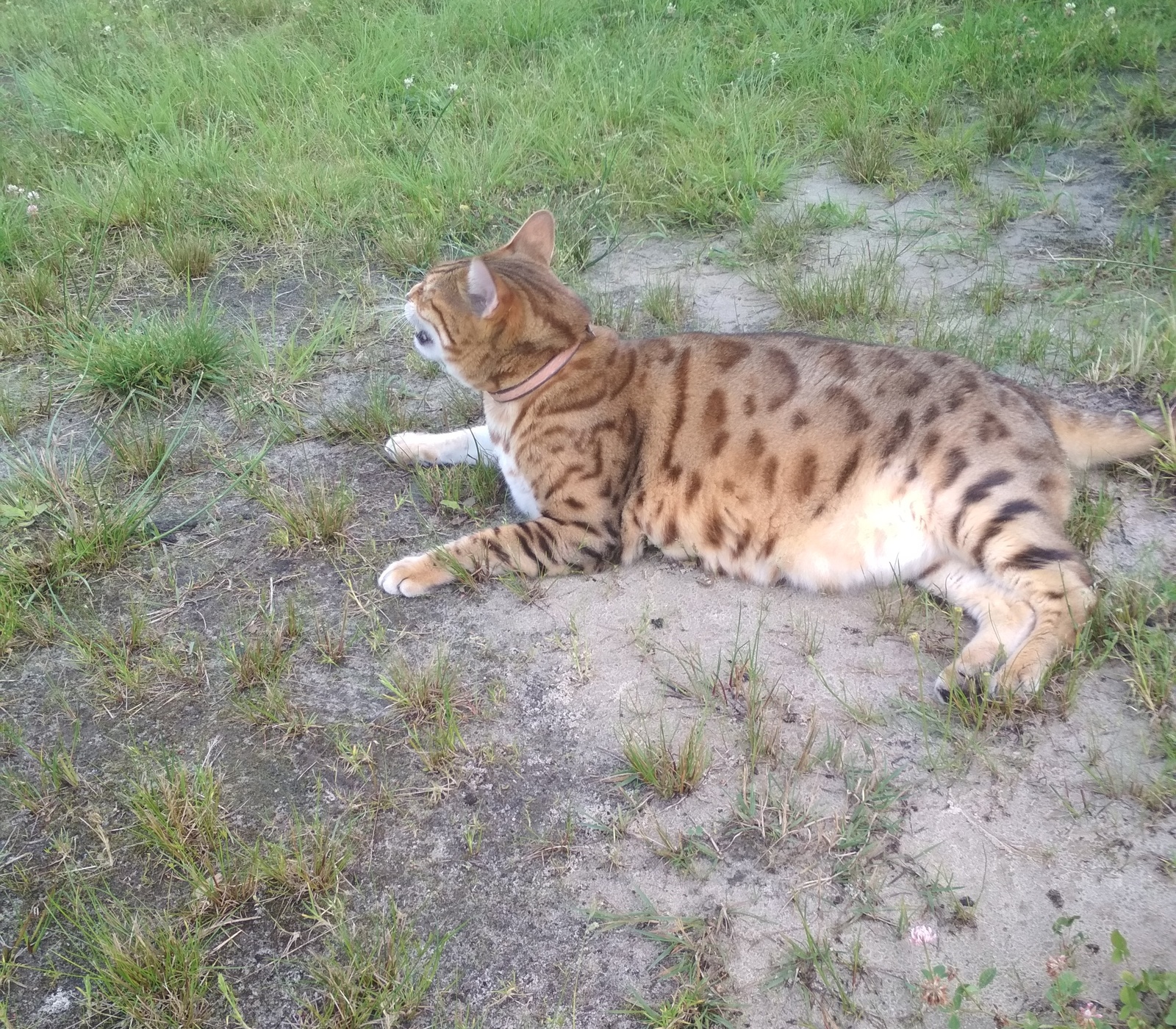 Stranger. - My, cat, Bengal cat, Catnarciss, Catomafia, Cat Narcissus, Longpost