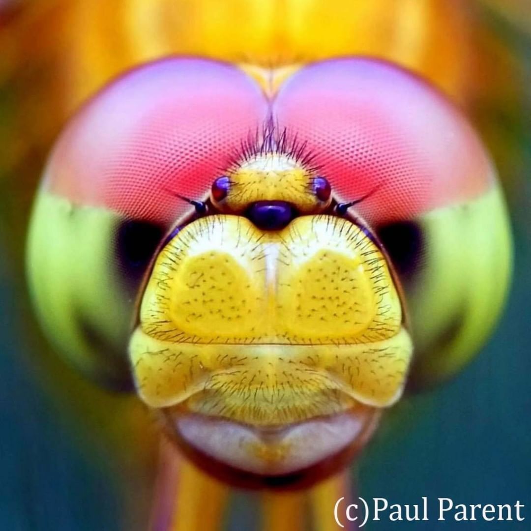 Close-up portraits of insects - Nature, Insects, Portrait, Macro, Longpost, The photo, Macro photography