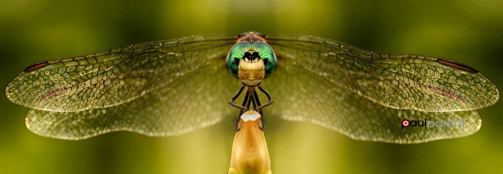 Close-up portraits of insects - Nature, Insects, Portrait, Macro, Longpost, The photo, Macro photography