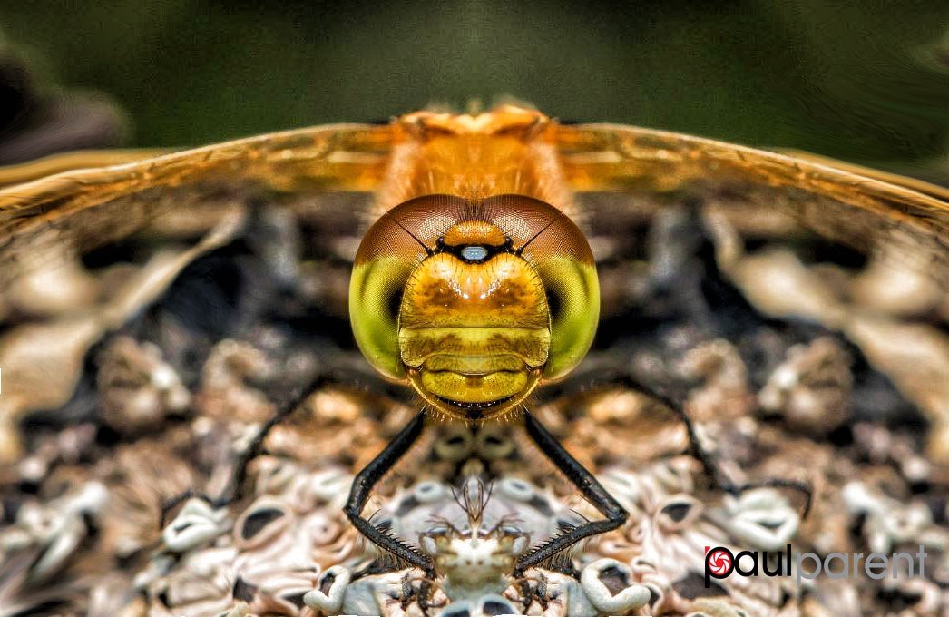 Close-up portraits of insects - Nature, Insects, Portrait, Macro, Longpost, The photo, Macro photography