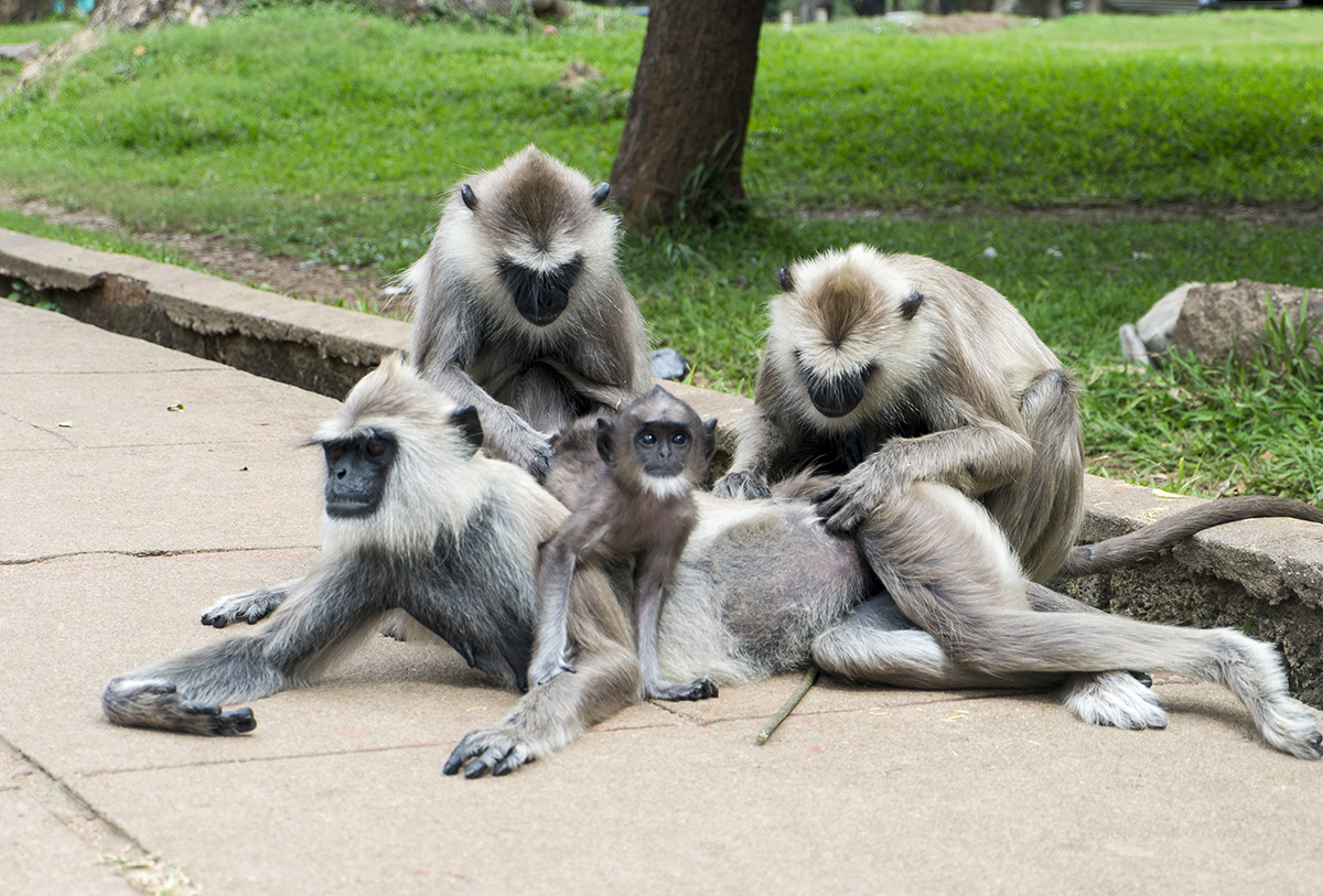 Random Geography. Part 121. Sri Lanka. - Geography, Interesting, Travels, Random geography, Longpost, Sri Lanka