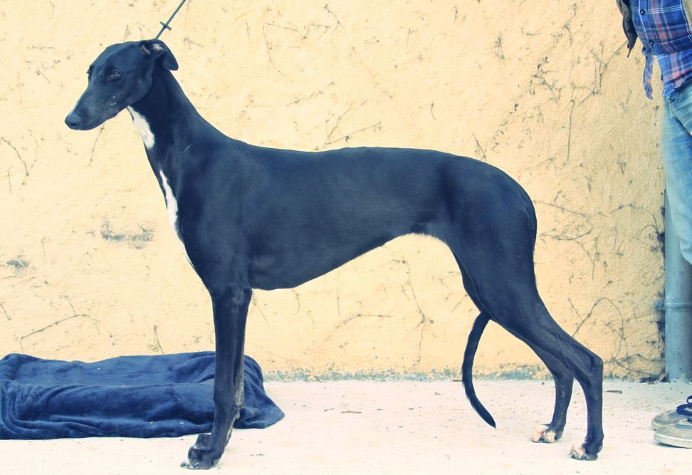 About dog breeds №75. - Dog, Dog breeds, Greyhound, Greyhound, English Greyhound, Video, Longpost