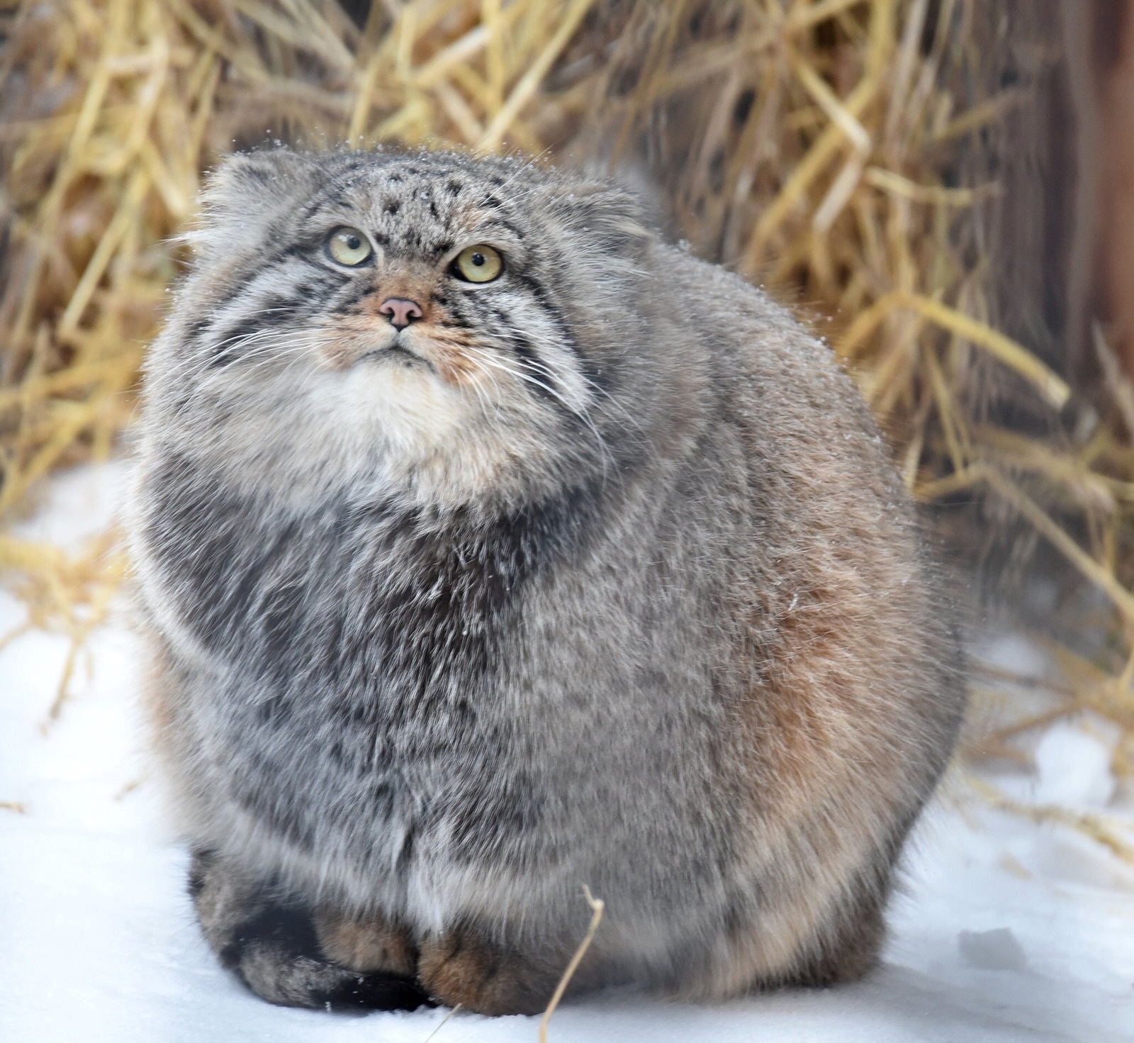 Stroke me! - Pallas' cat, cat, Fluff, Pet the cat