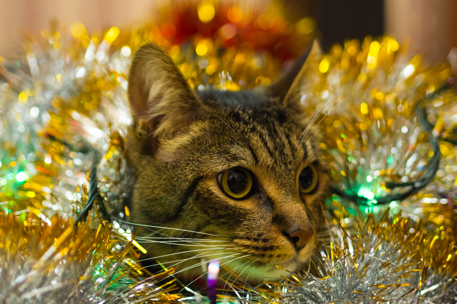 The holiday comes to us!!! - My, cat, Catomafia, , New Year, Magic, Longpost