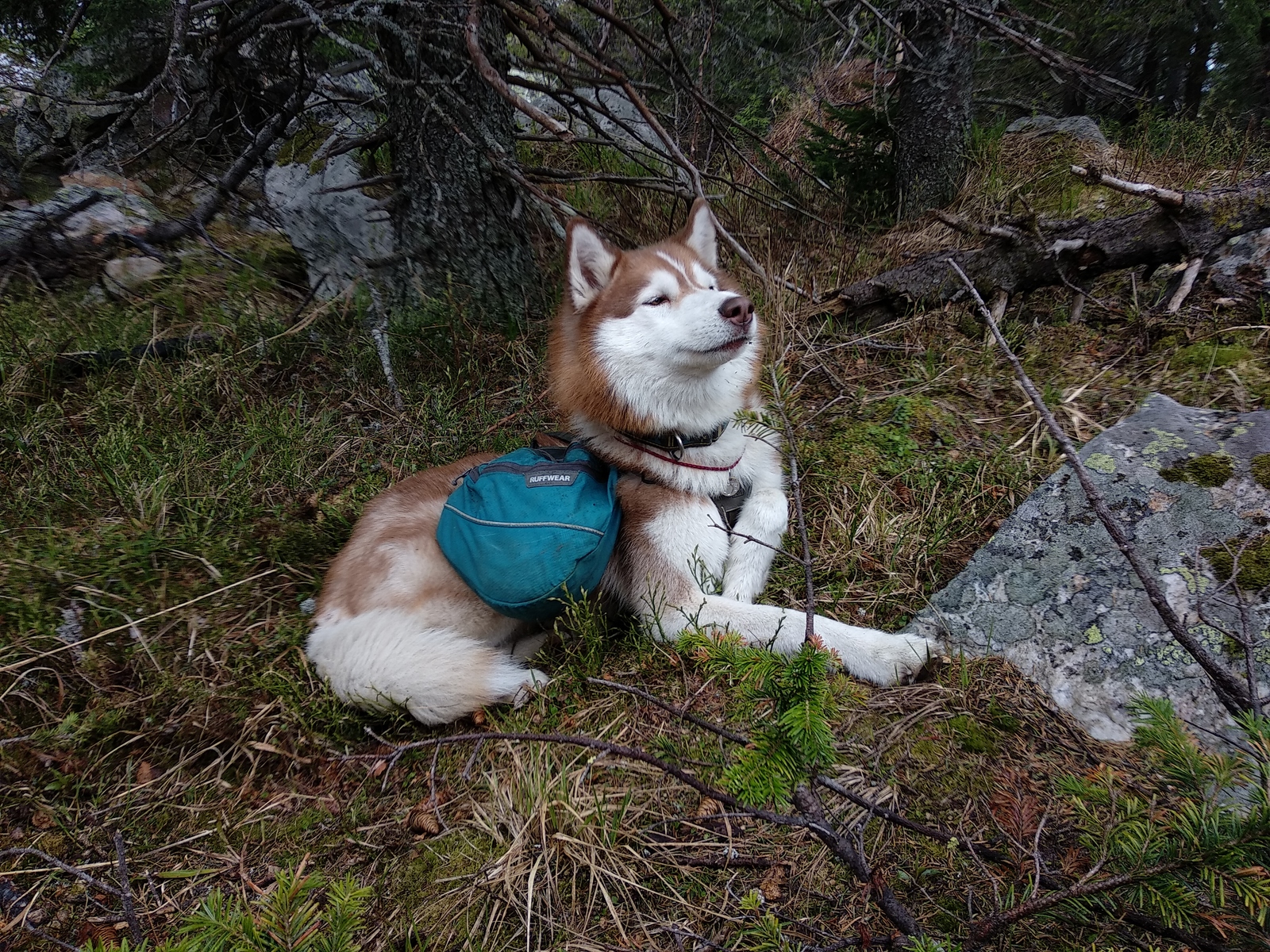 Hiker's best friend - My, Hike, The mountains, Taganay, Ural, Nature, Dog, Friend of human, Longpost, Siberian Husky