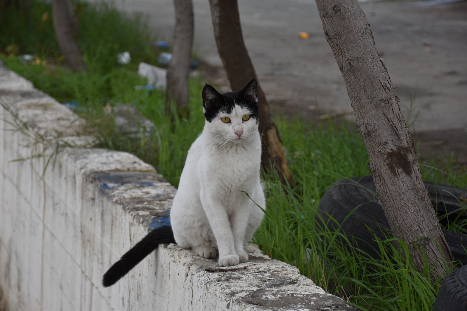 Cypriots - My, cat, Catomafia, Cyprus, Photo hunting, Longpost