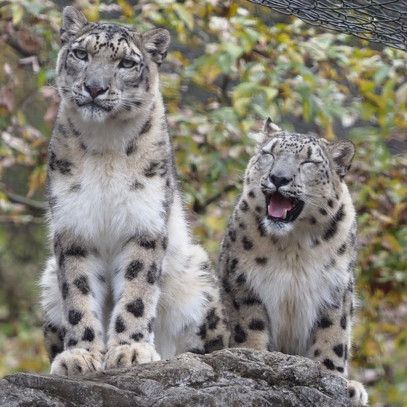 Two friends - The photo, Snow Leopard, Humor