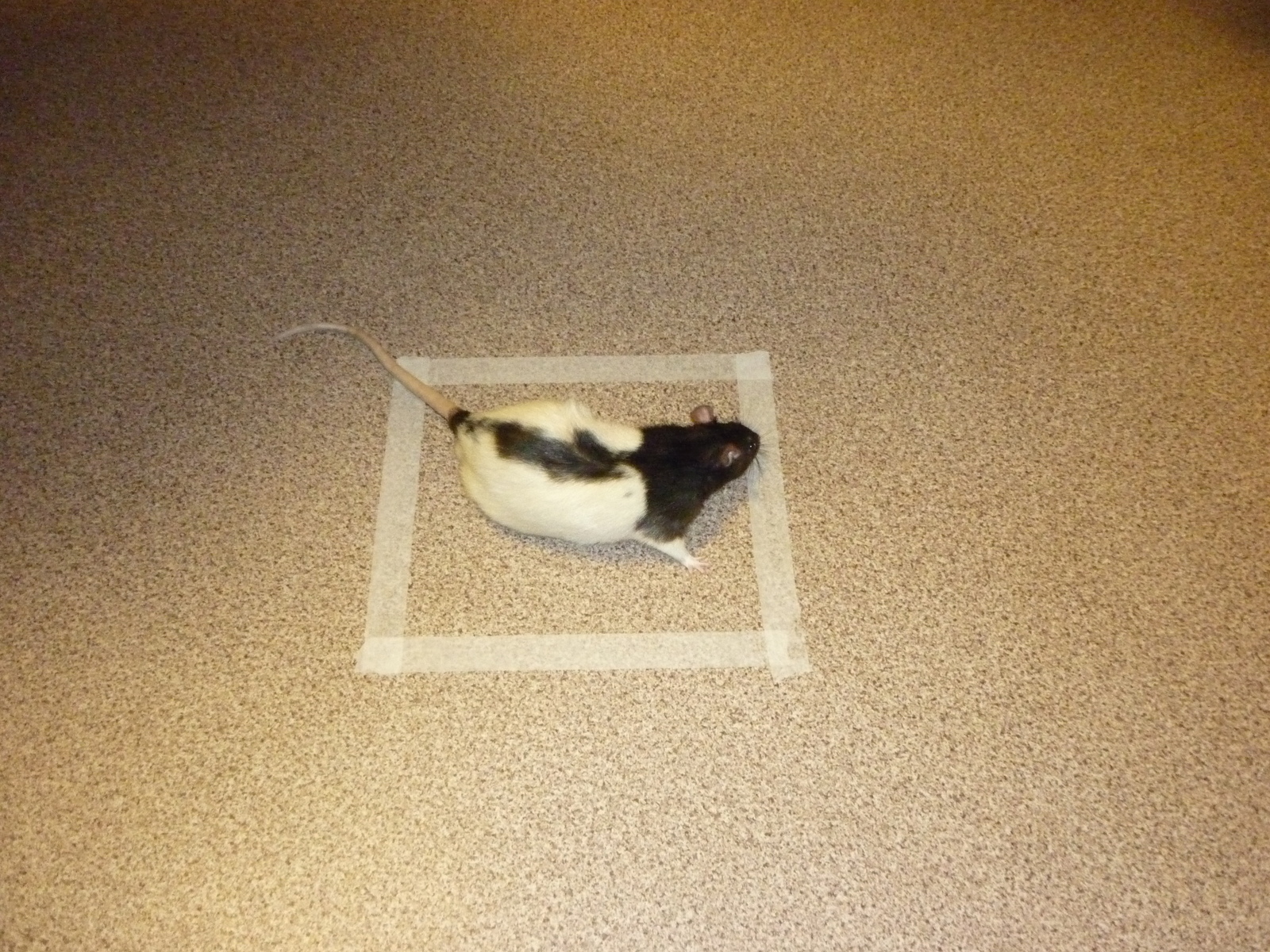 An experiment with a rat. - My, Rat, Magic, Experiment