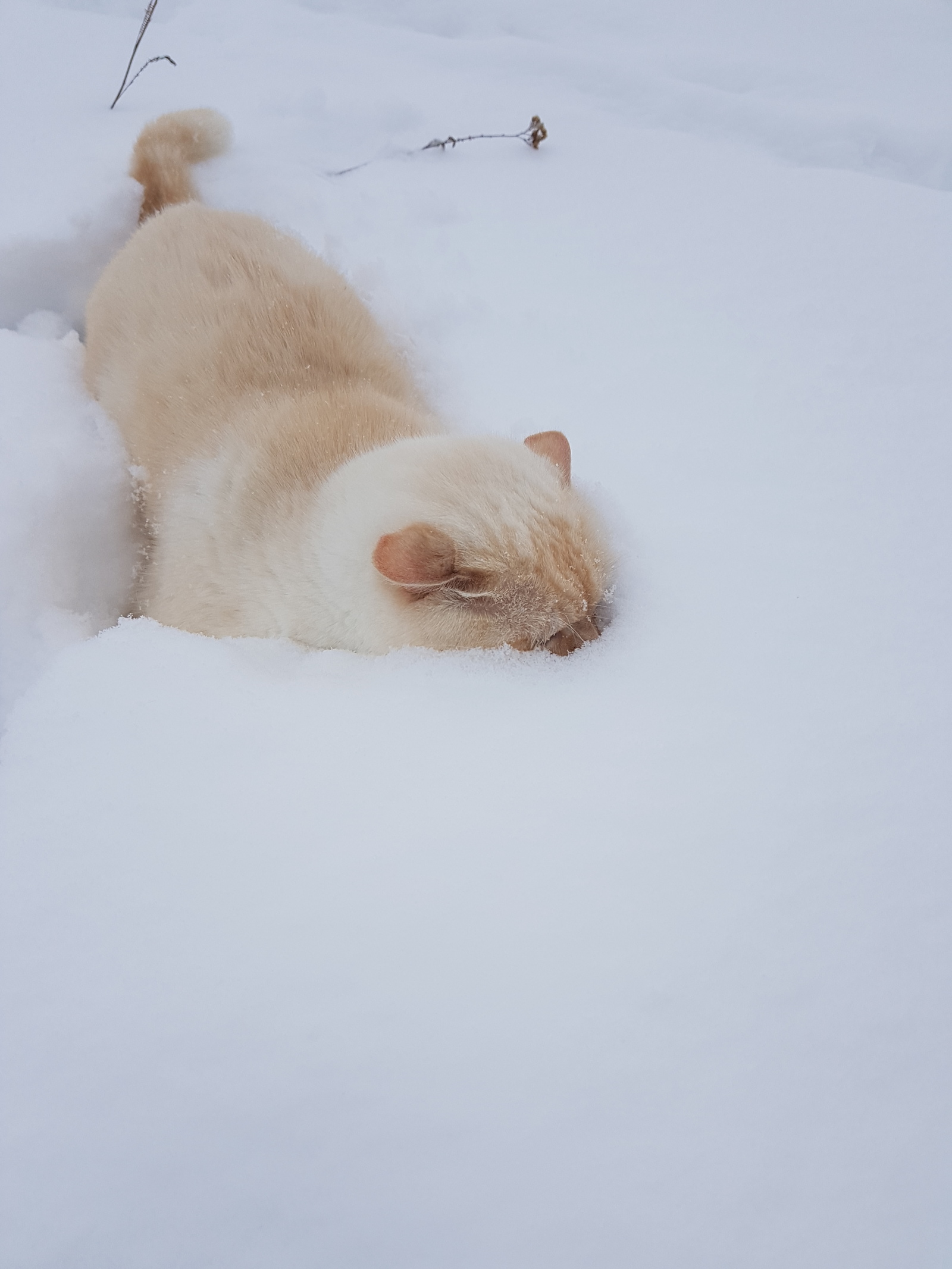 По свежему снегу - Моё, Кот, Фунтик, Длиннопост