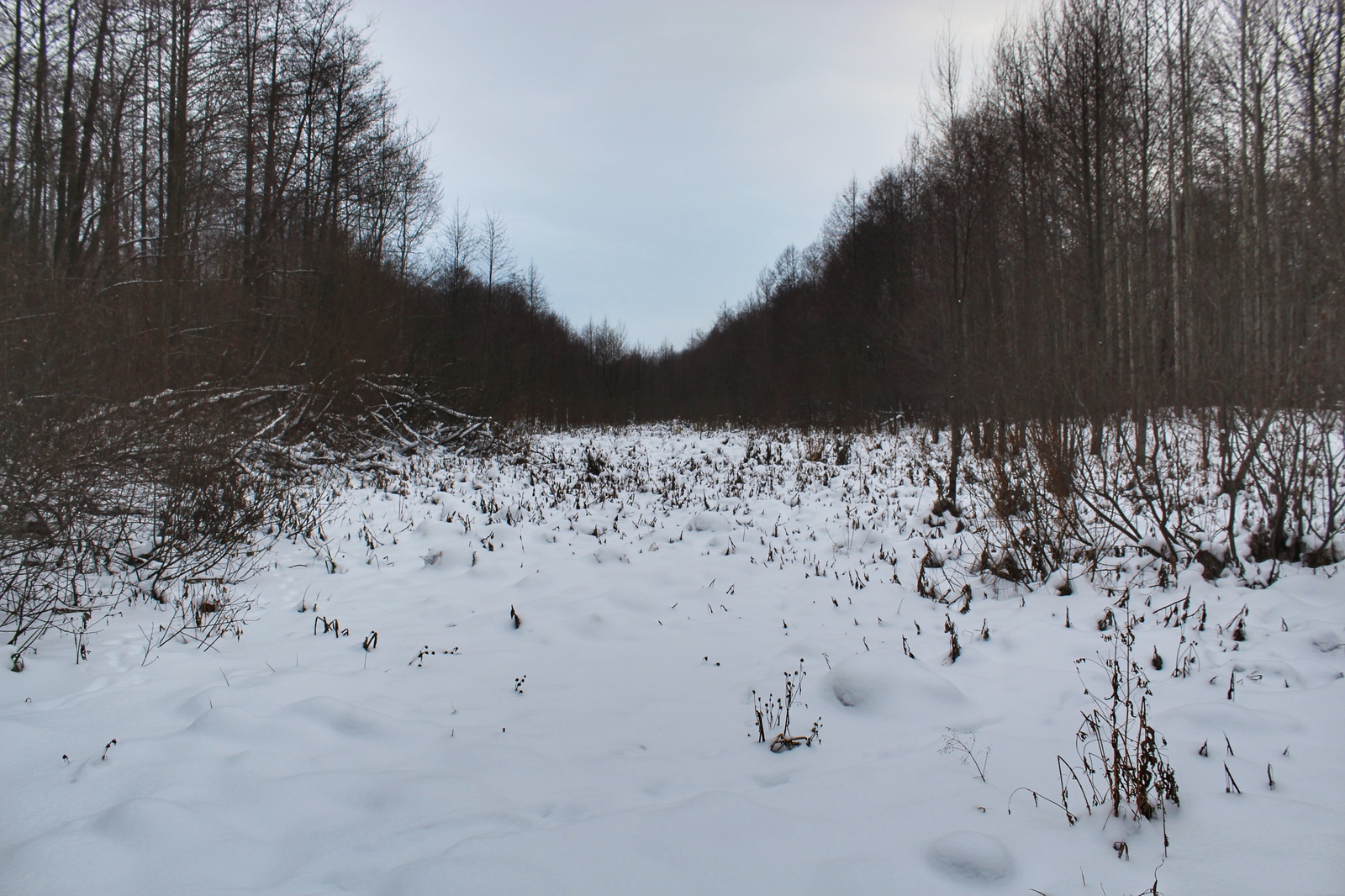 Photo walk - My, Dzerzhinsk, The photo, Canon 1300d, 18-55 kit, Nature, Longpost