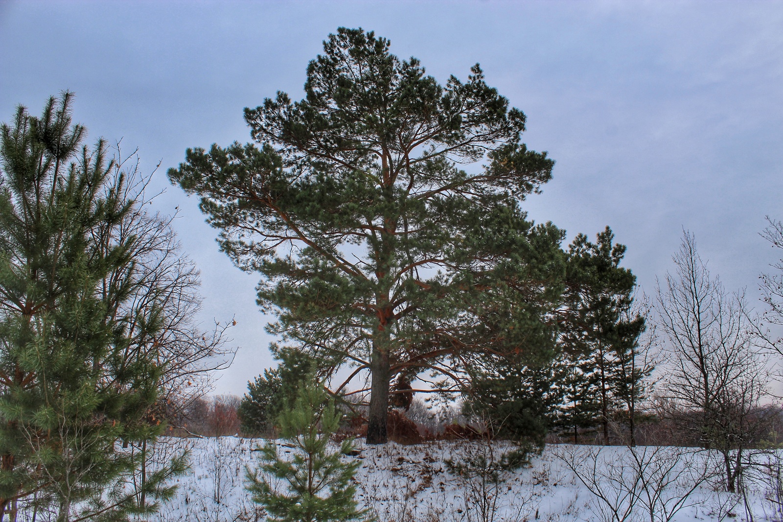 Photo walk - My, Dzerzhinsk, The photo, Canon 1300d, 18-55 kit, Nature, Longpost