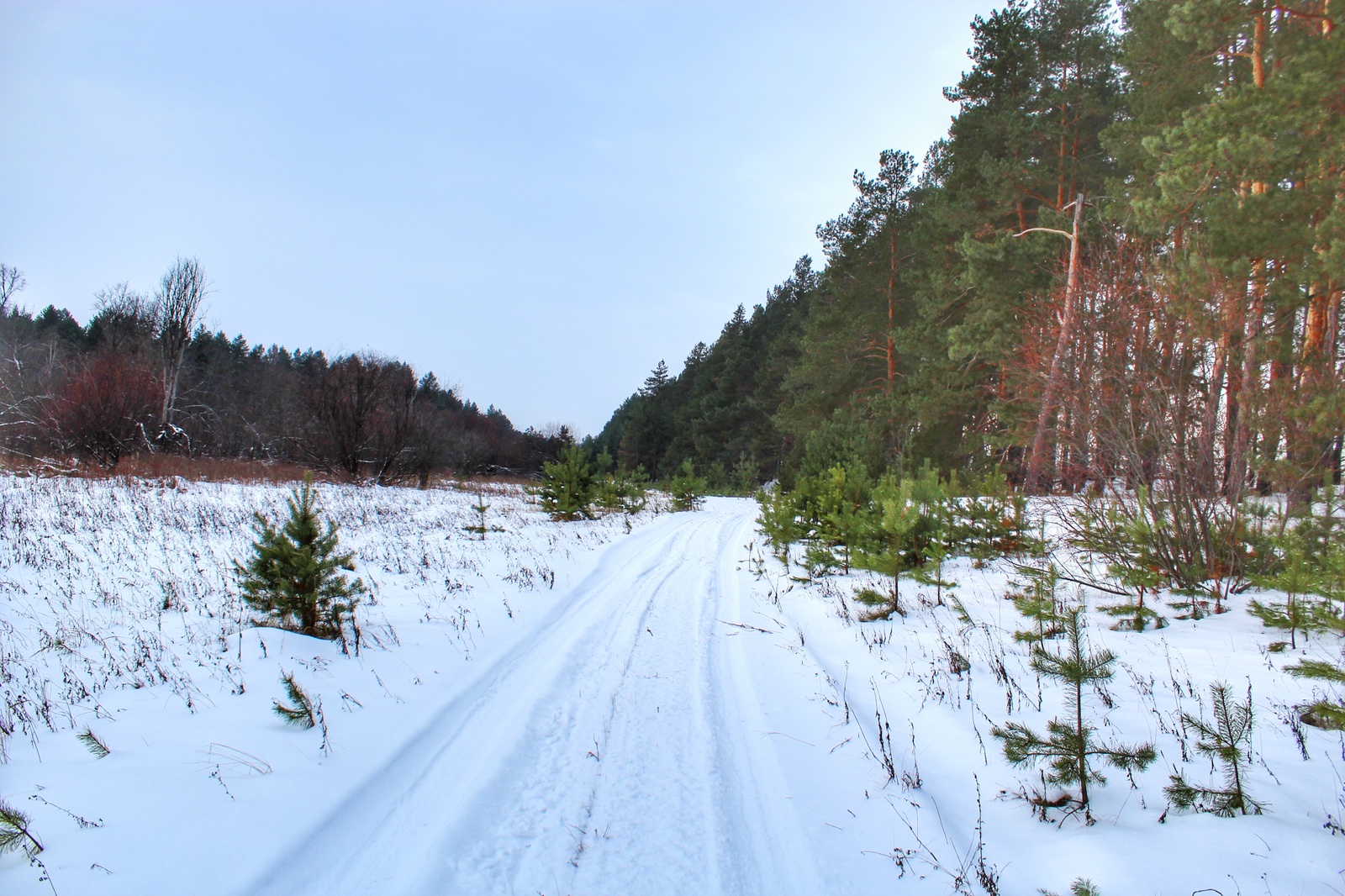 Photo walk - My, Dzerzhinsk, The photo, Canon 1300d, 18-55 kit, Nature, Longpost