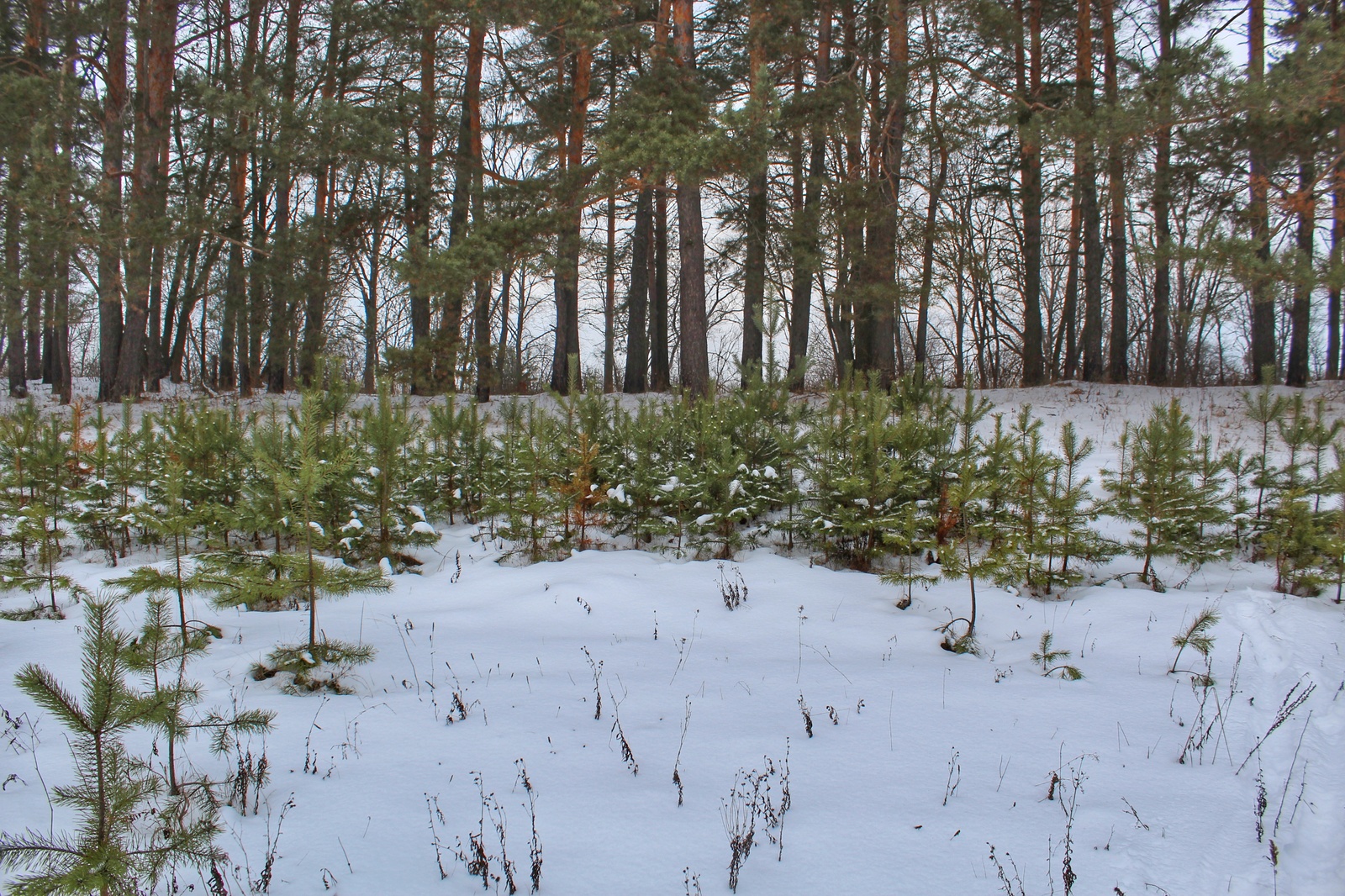 Photo walk - My, Dzerzhinsk, The photo, Canon 1300d, 18-55 kit, Nature, Longpost