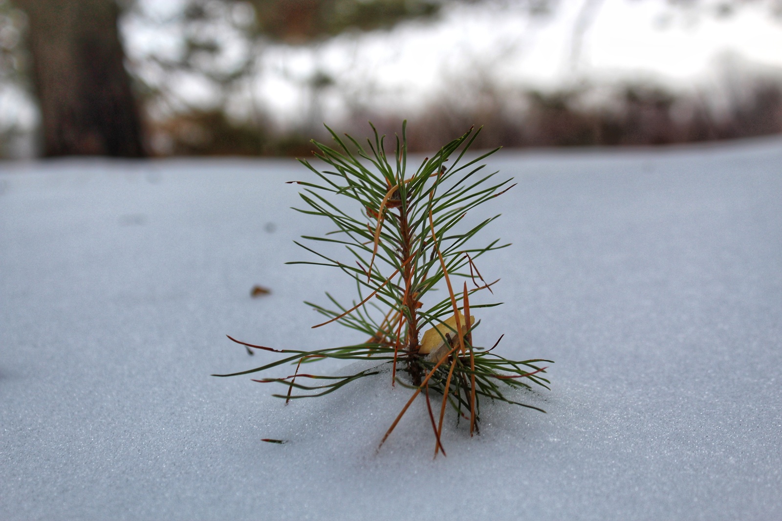 Photo walk - My, Dzerzhinsk, The photo, Canon 1300d, 18-55 kit, Nature, Longpost