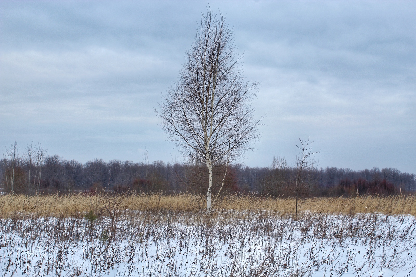 Photo walk - My, Dzerzhinsk, The photo, Canon 1300d, 18-55 kit, Nature, Longpost